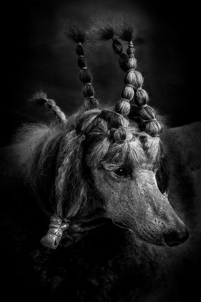 Poodle