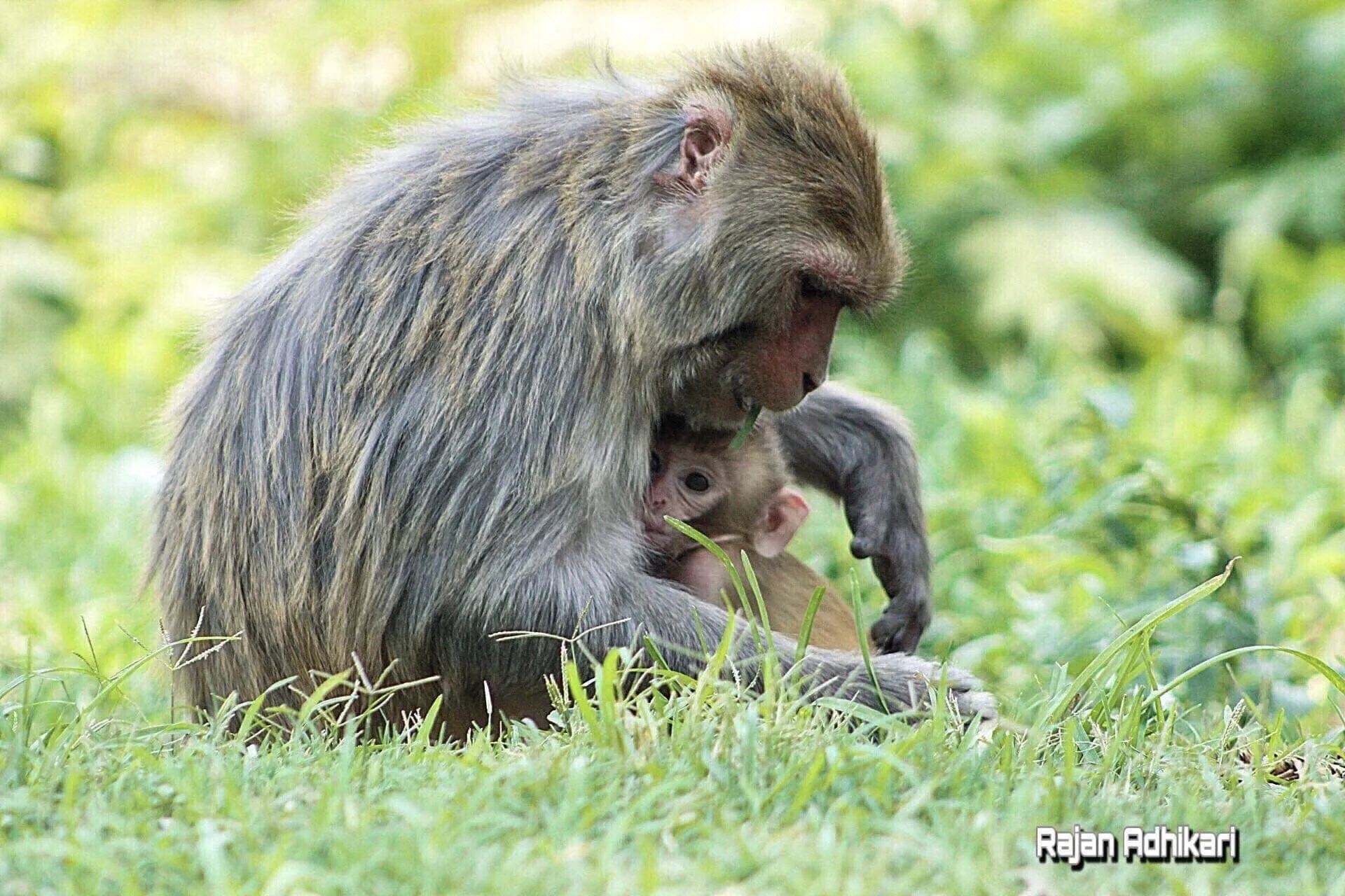 Mother’s love.