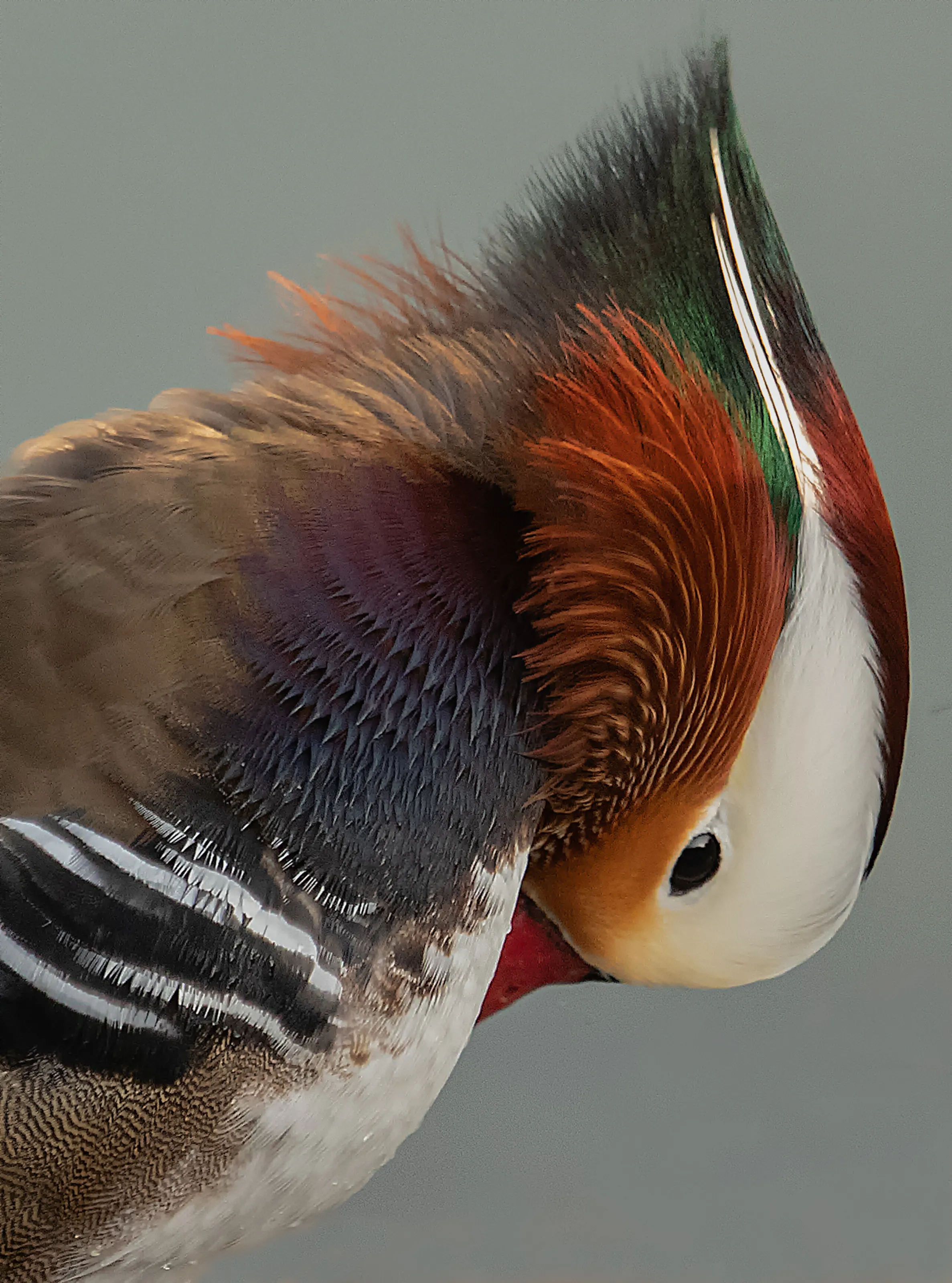 Mandarin Duck
