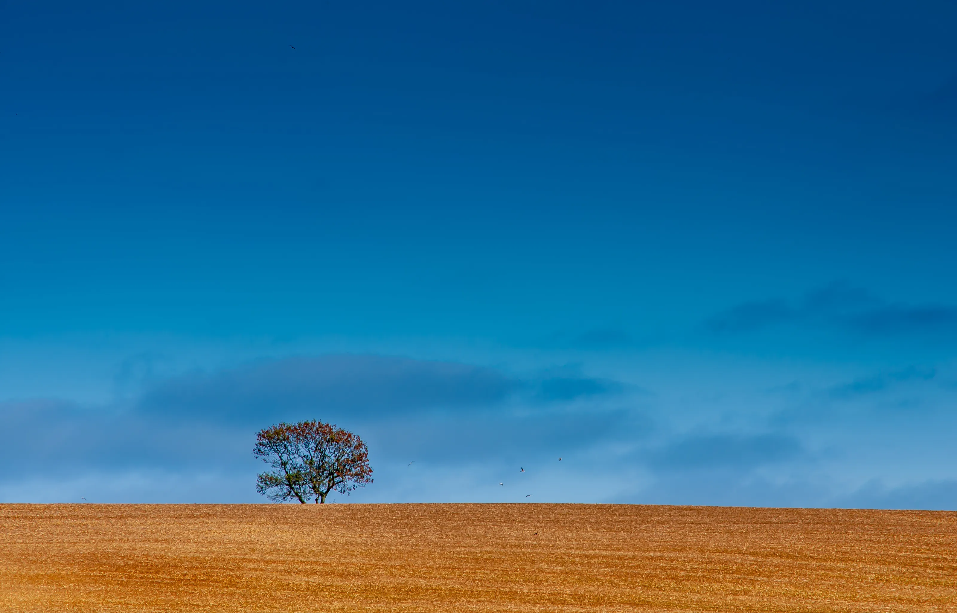 One Tree Hill