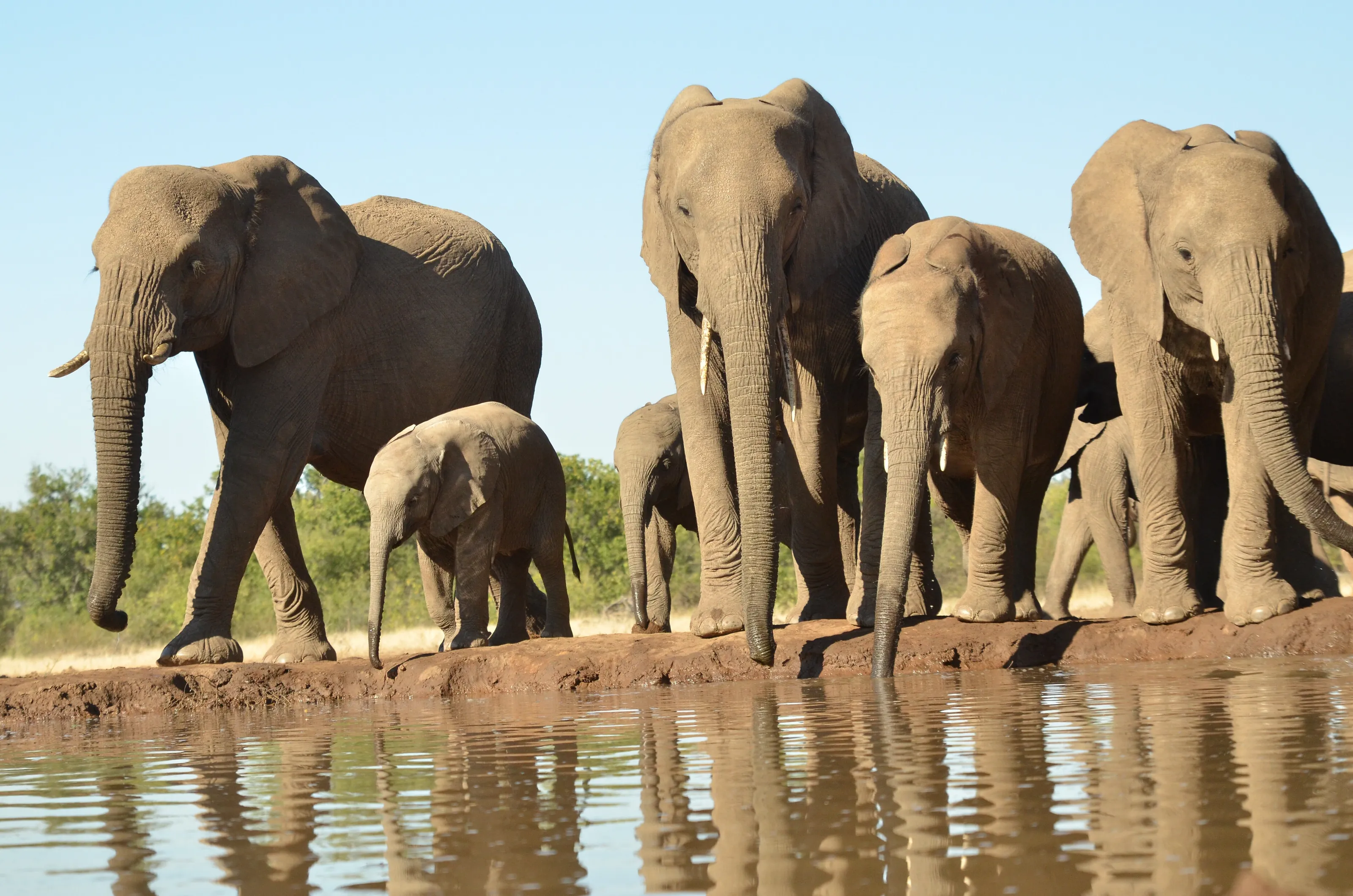 At the water hole