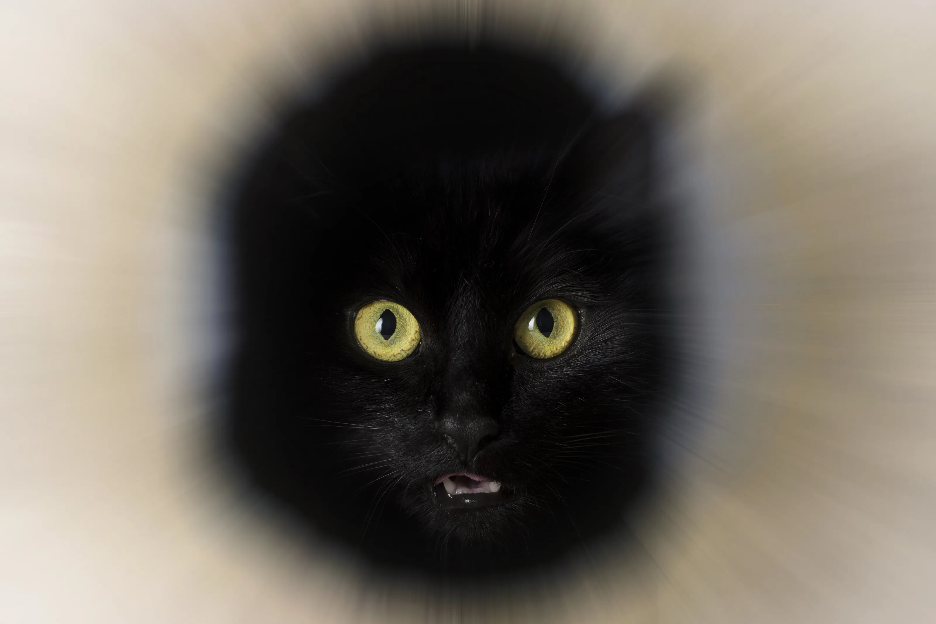The Black Cat No1