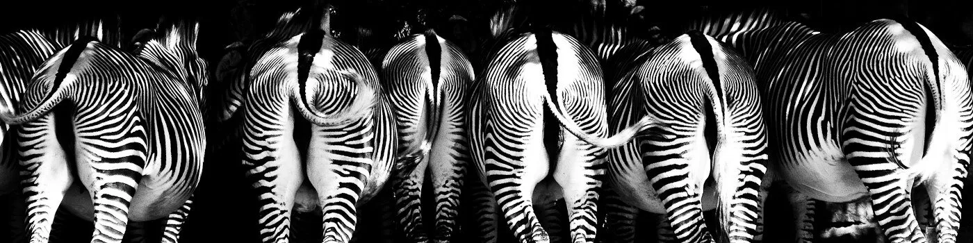 B&W Zebra
