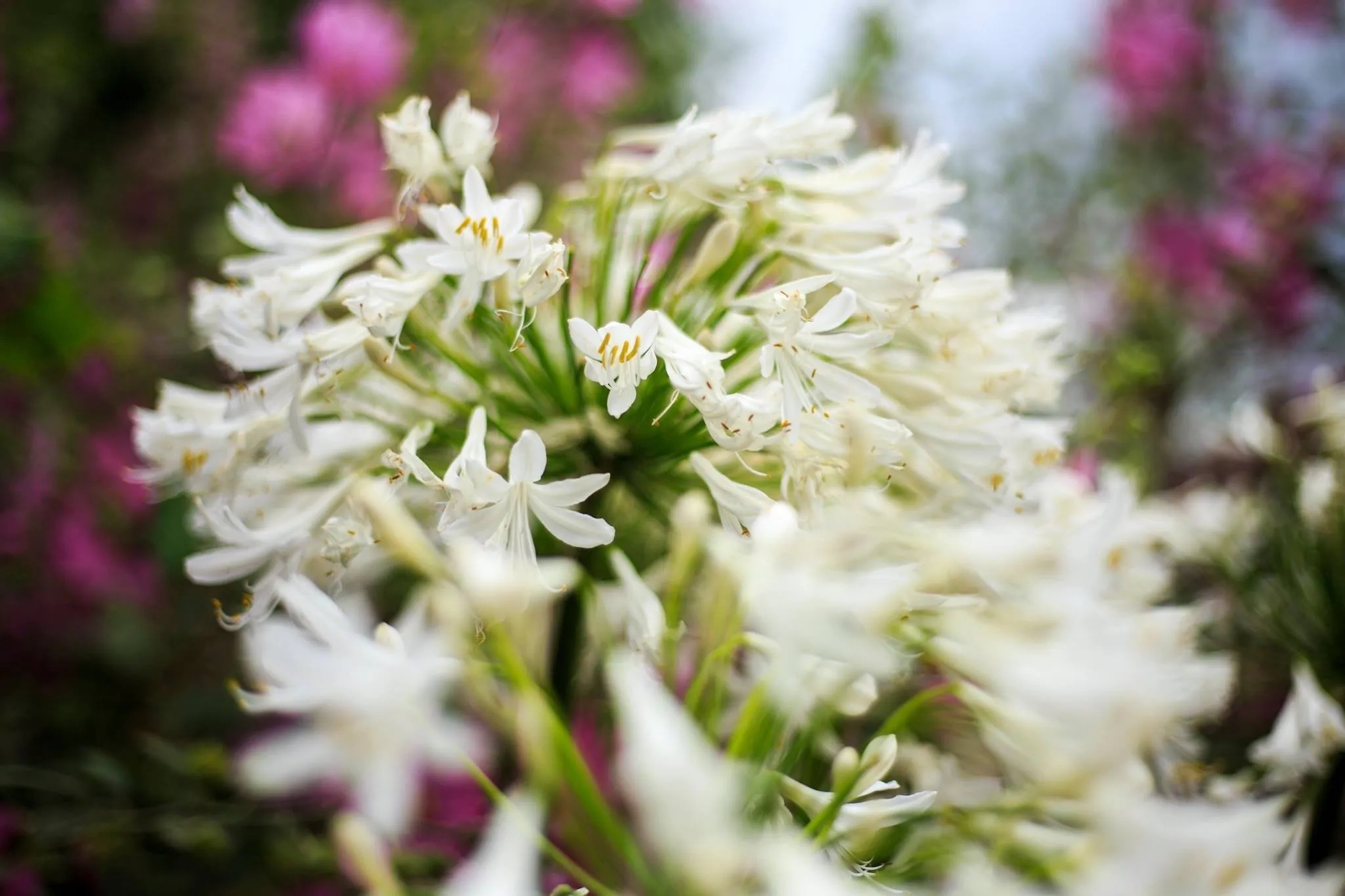 Flowers at Chartwell House