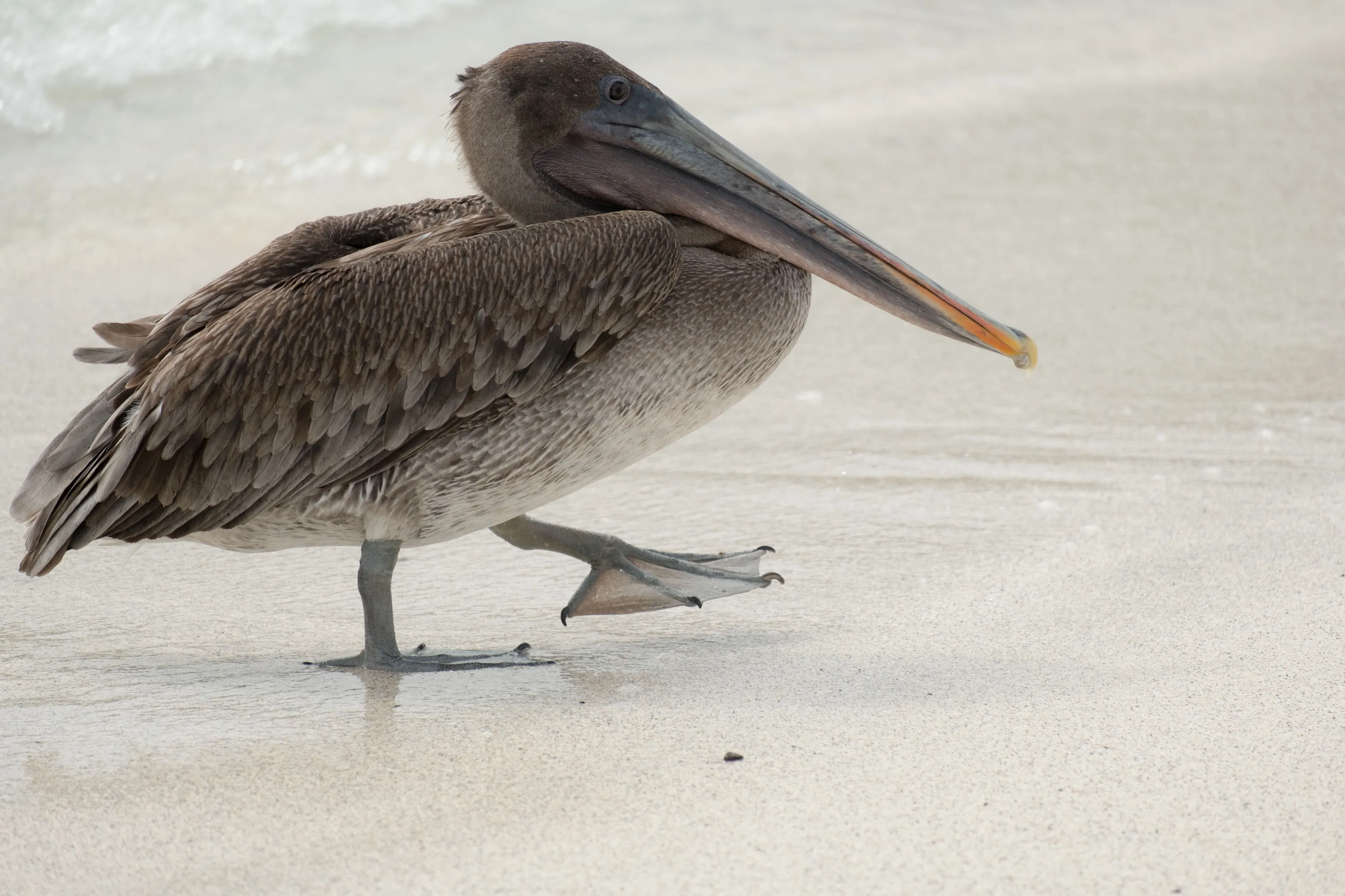 Pelican