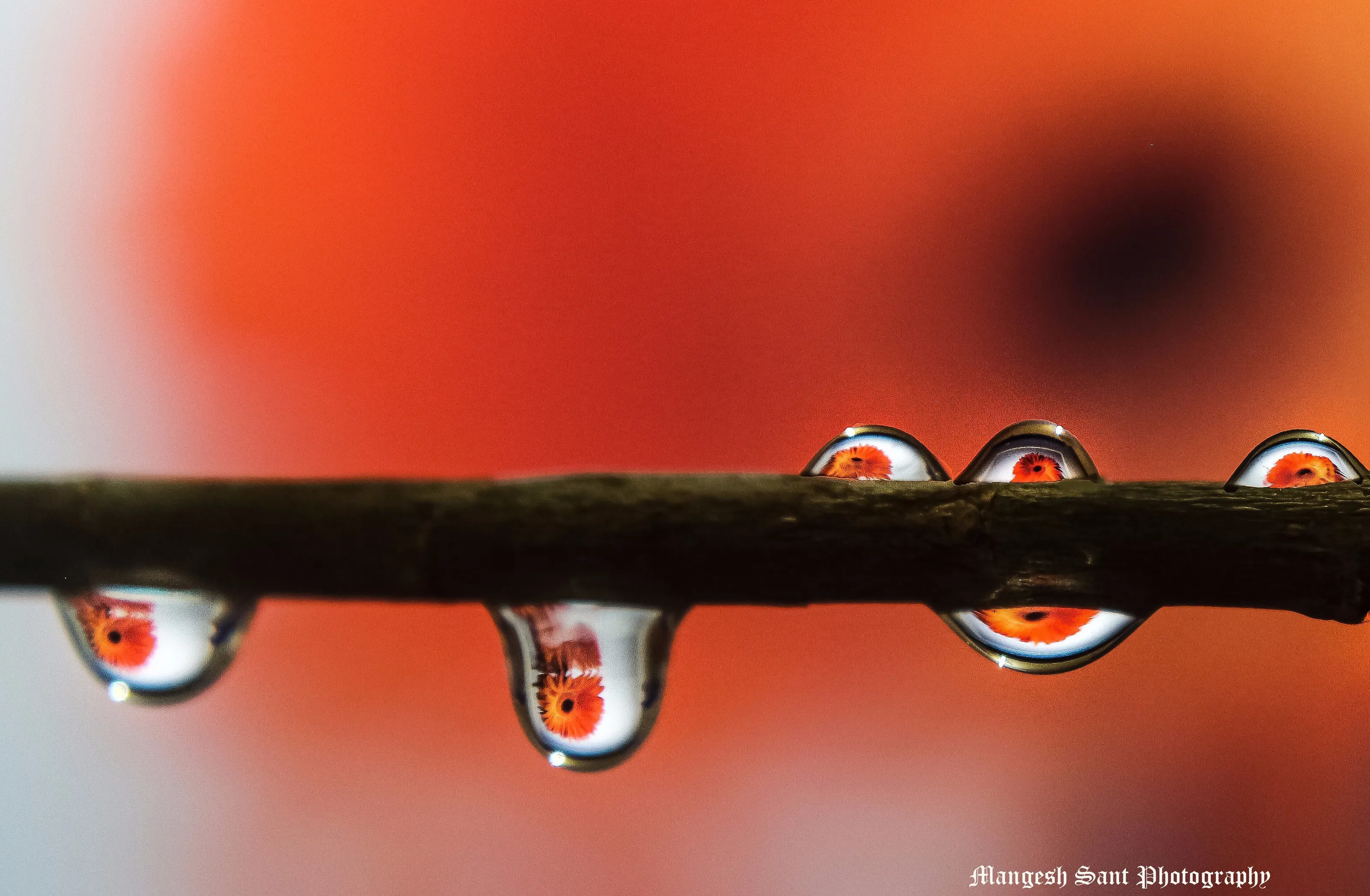 Reflection of Flower in rain water droplet on tree branch