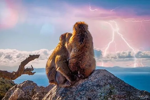 Monkeys
