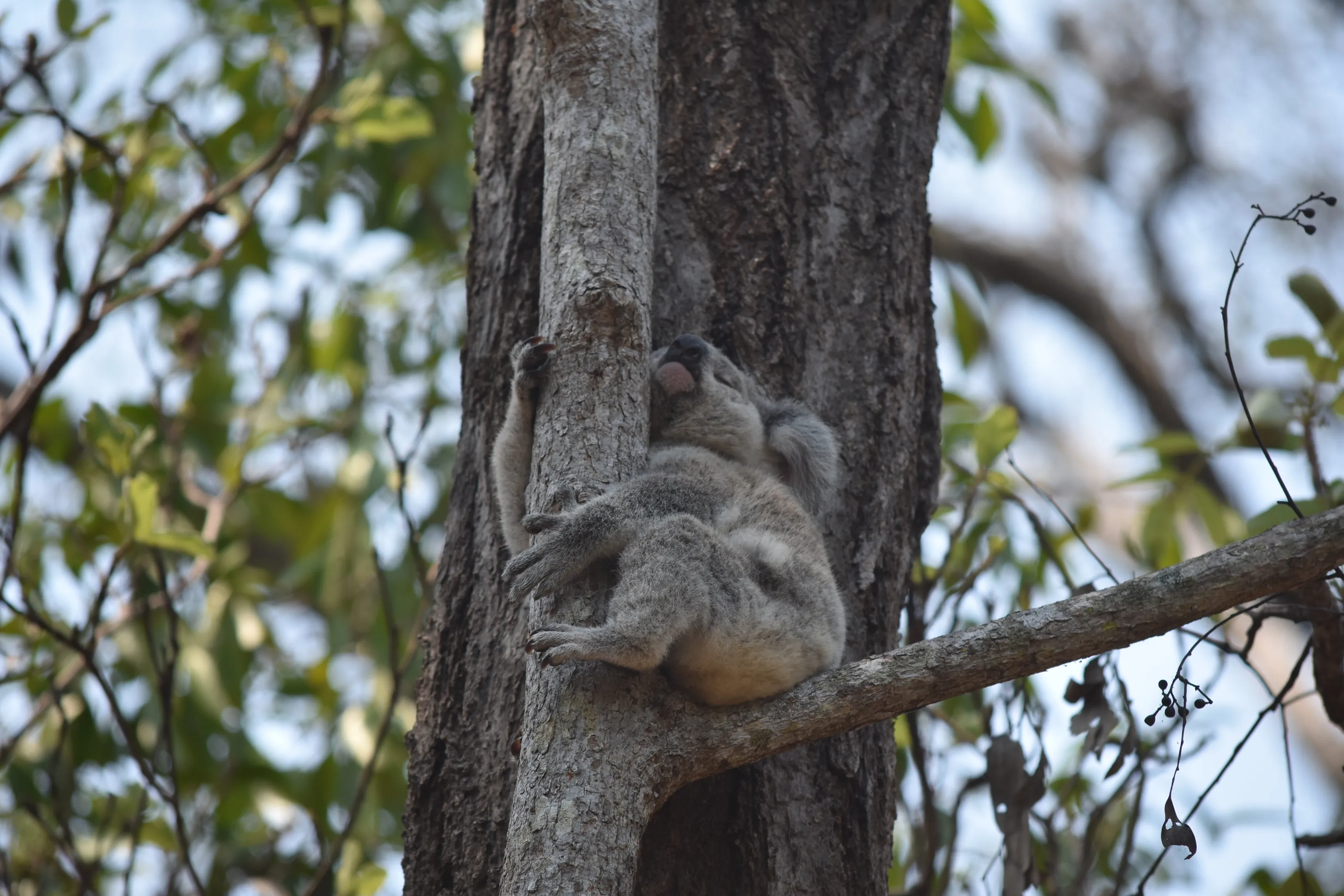 camo koala