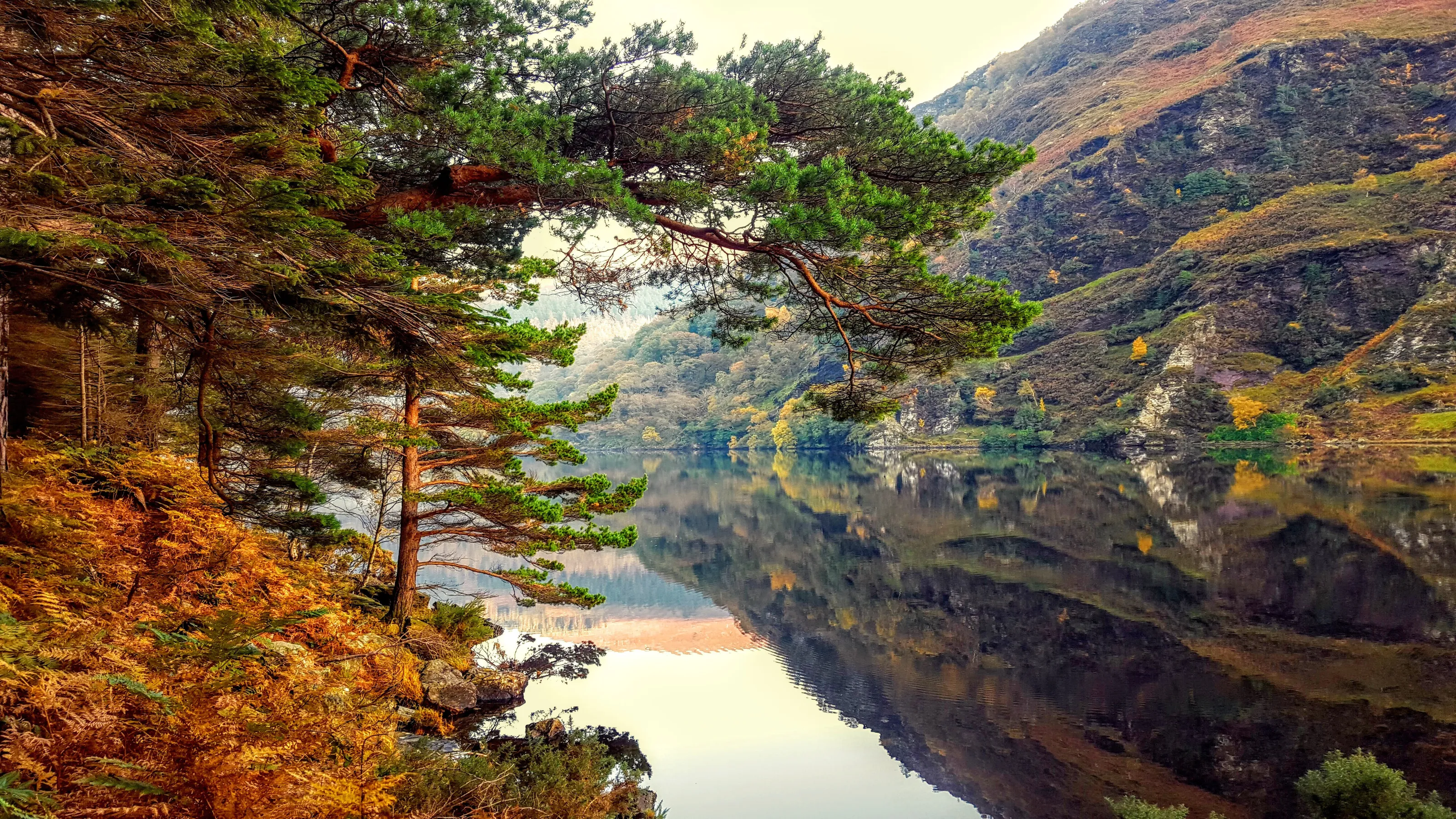 Bracken Reflection