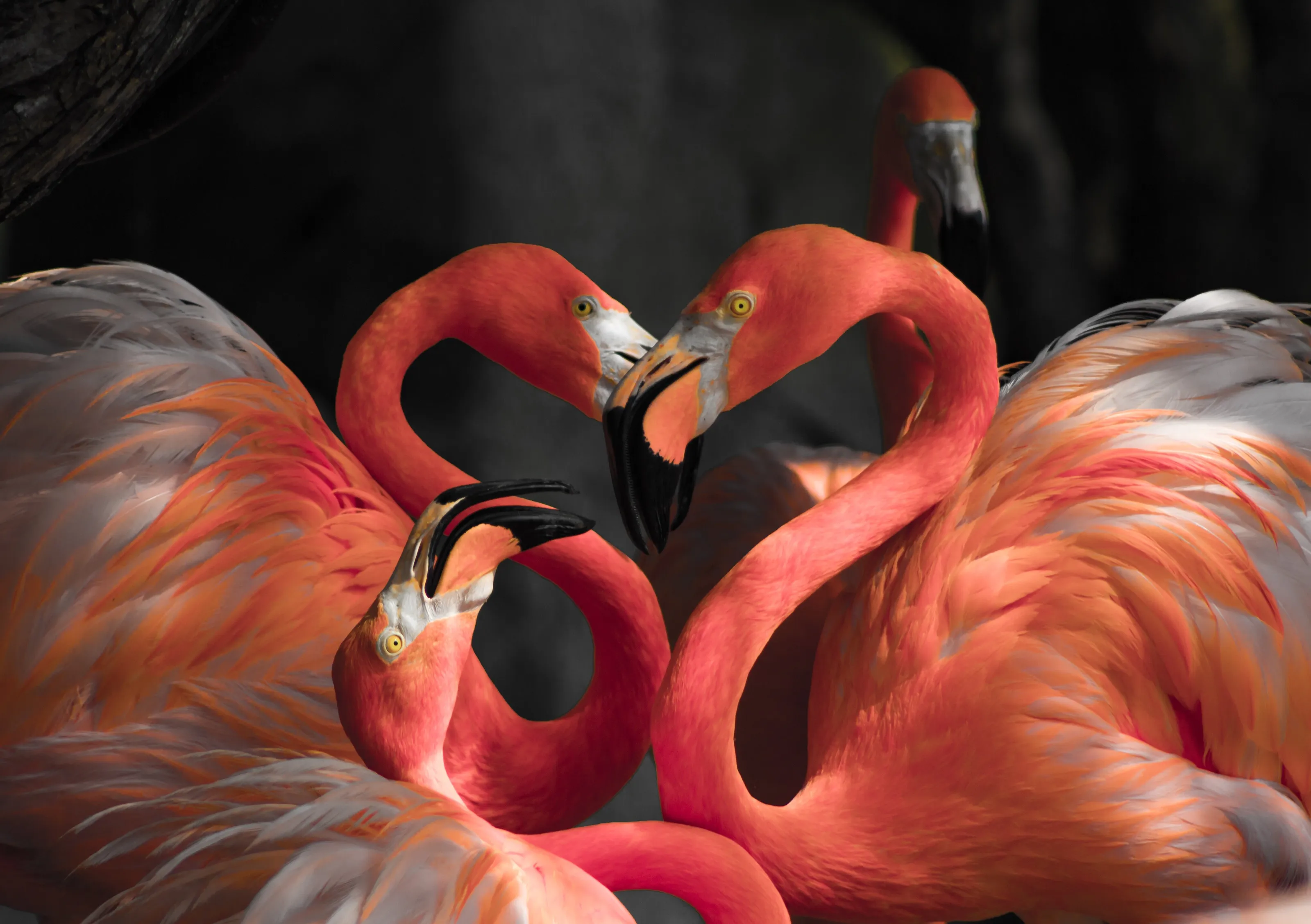 Flamingo love