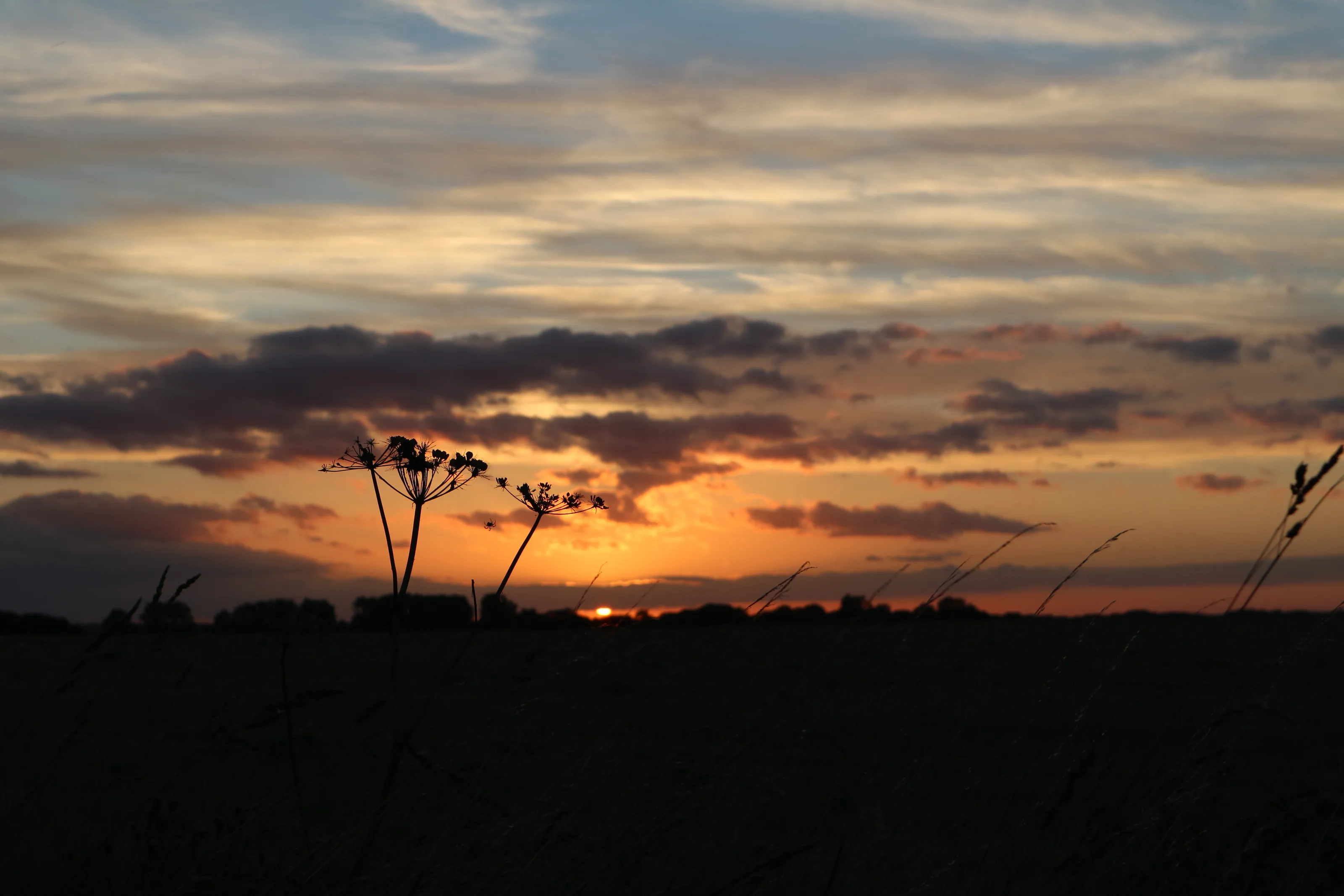Evening sunset