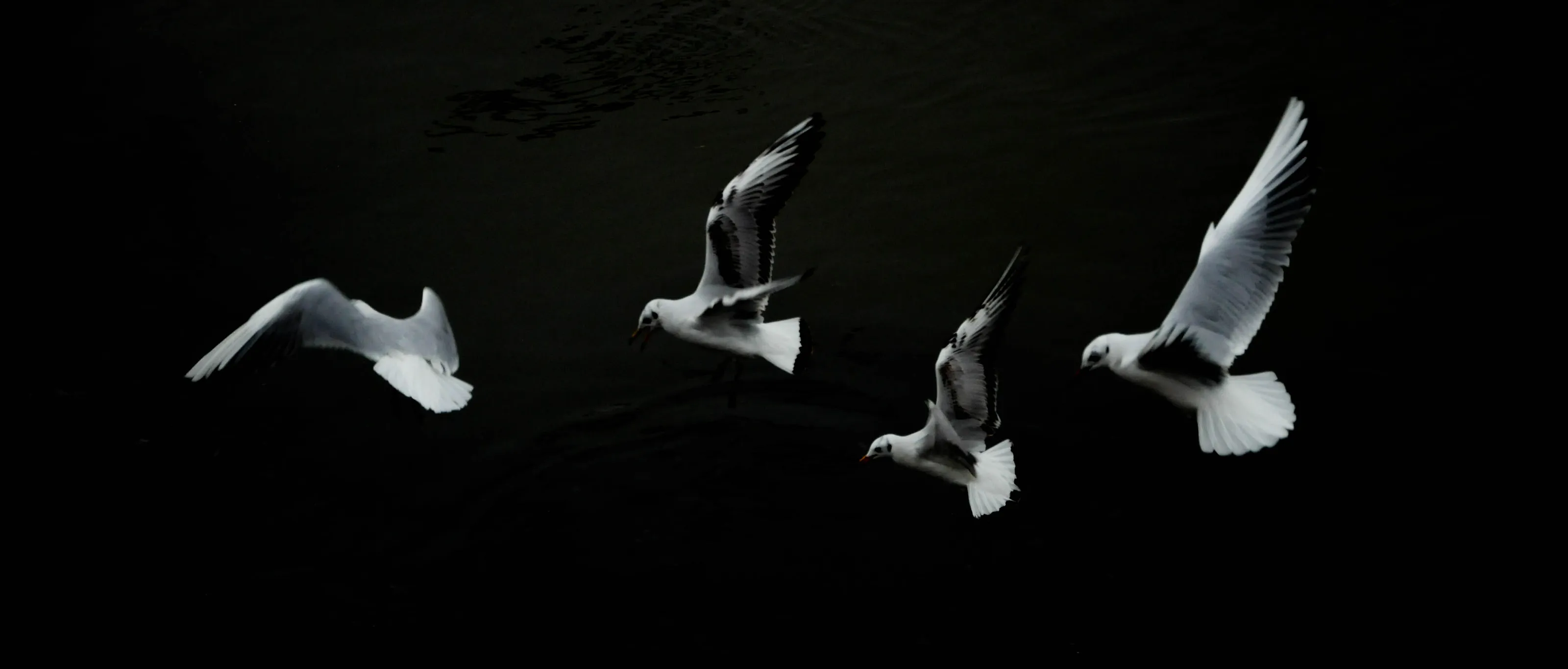 Birds