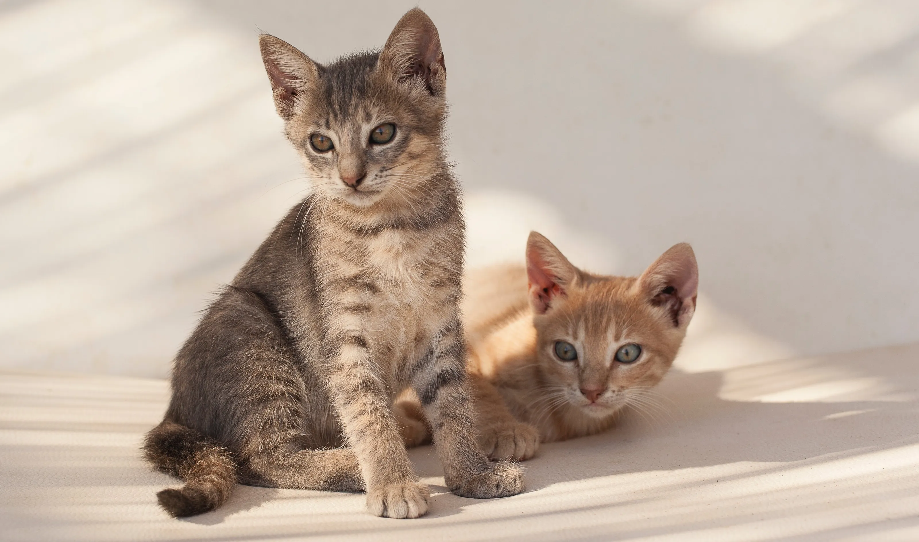 Siblings