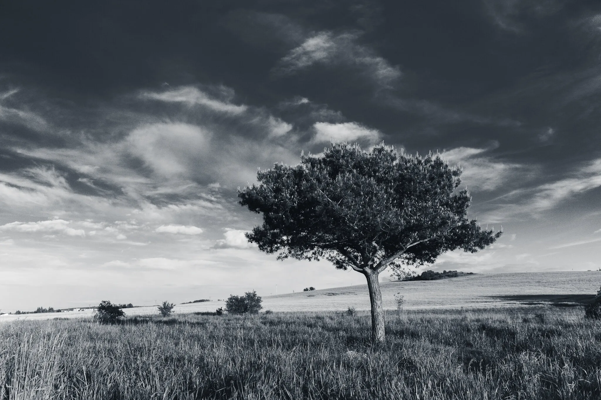The only tree