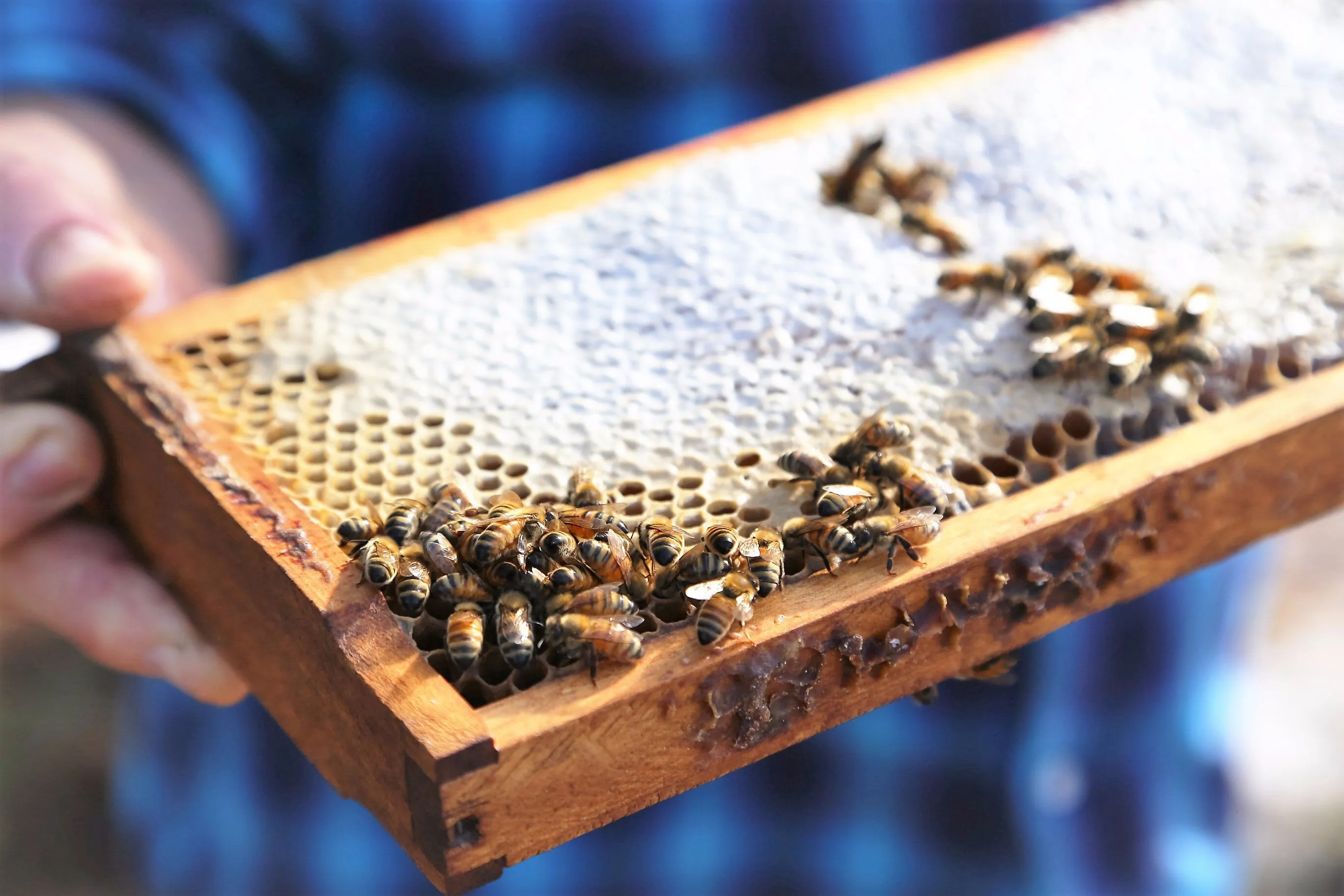My bees