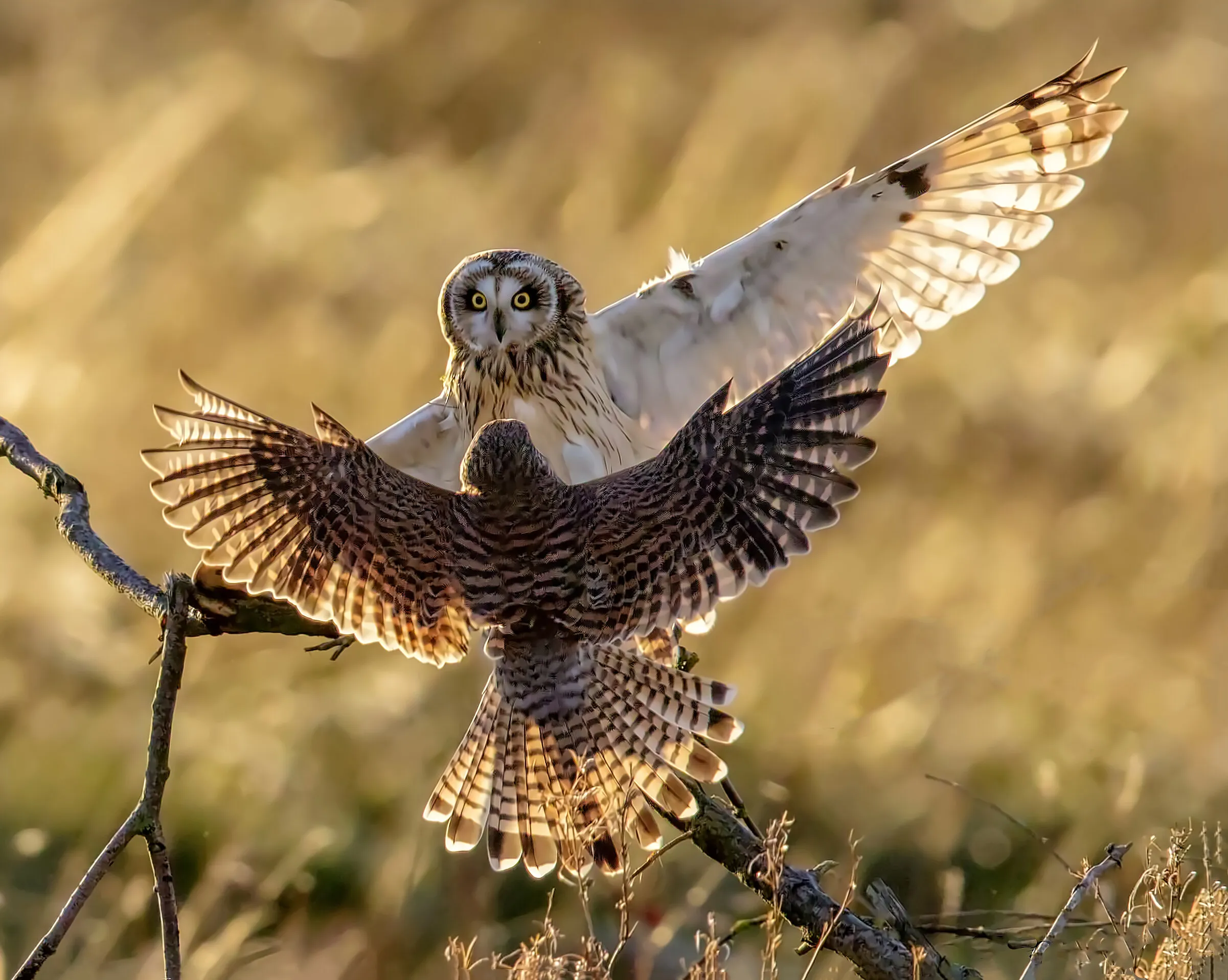Short eared owl v's Kestrel.