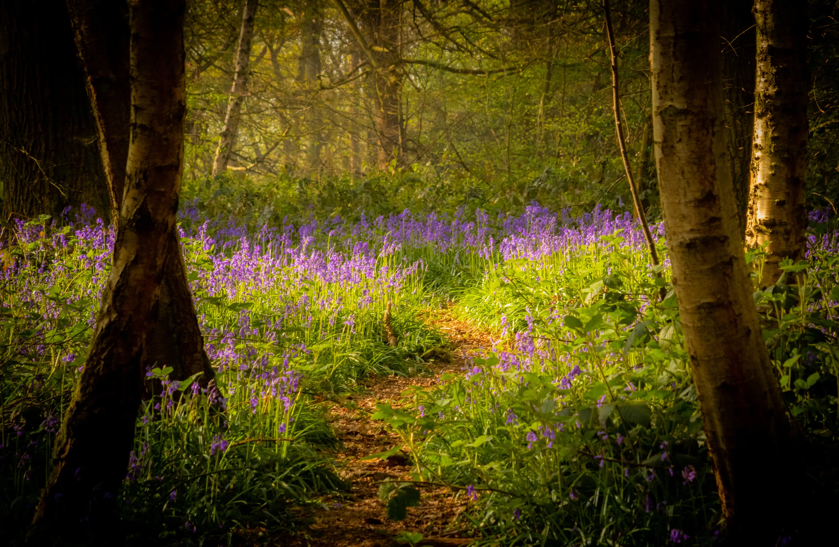Into The Forest I Go