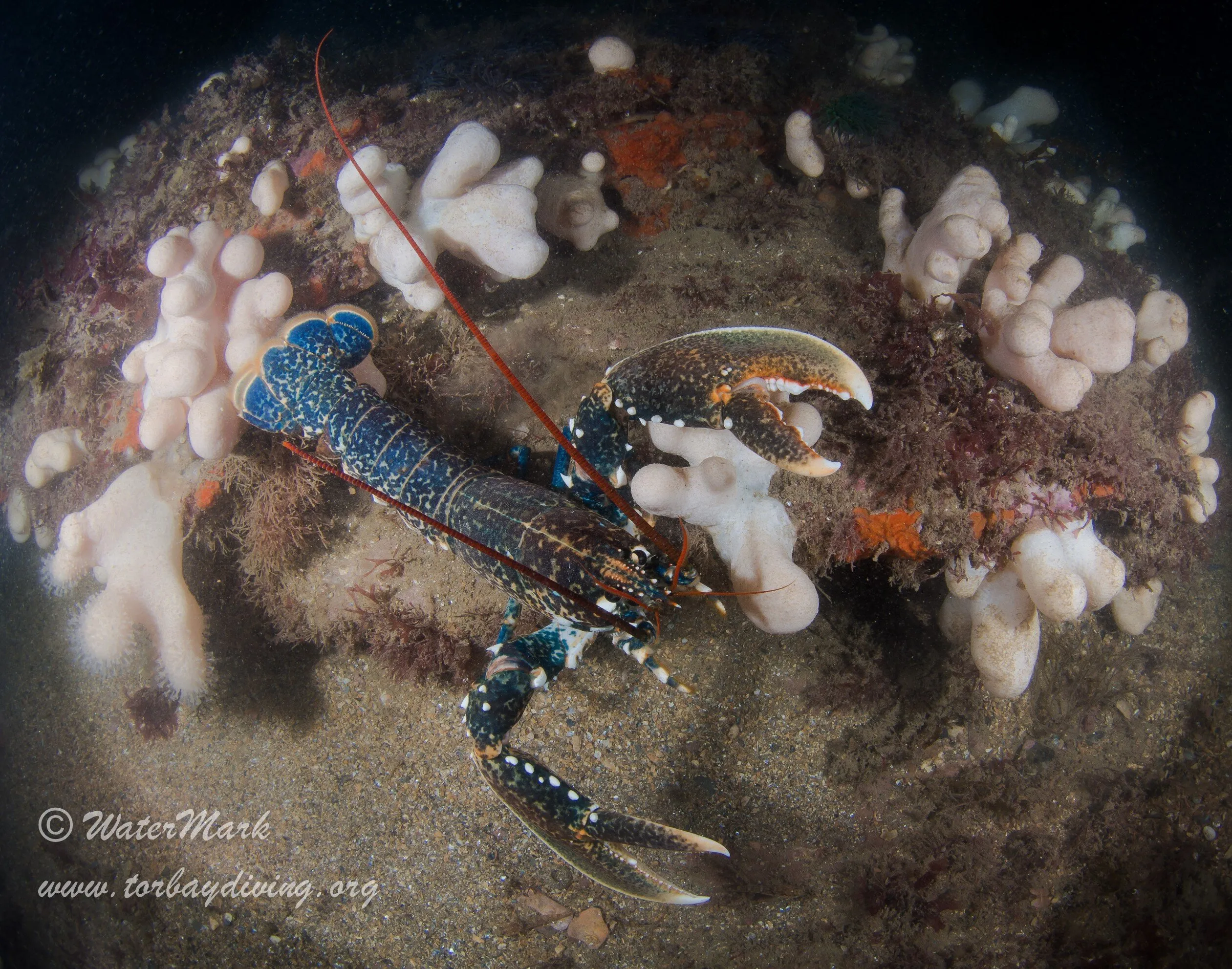 Reef Lobster
