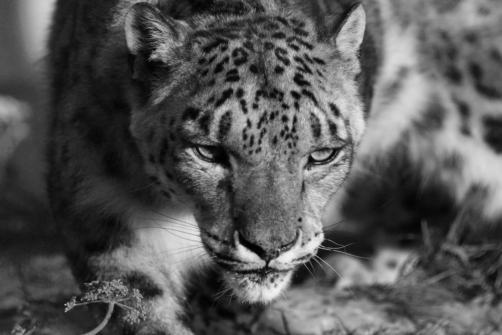 The Cat Survival Trust