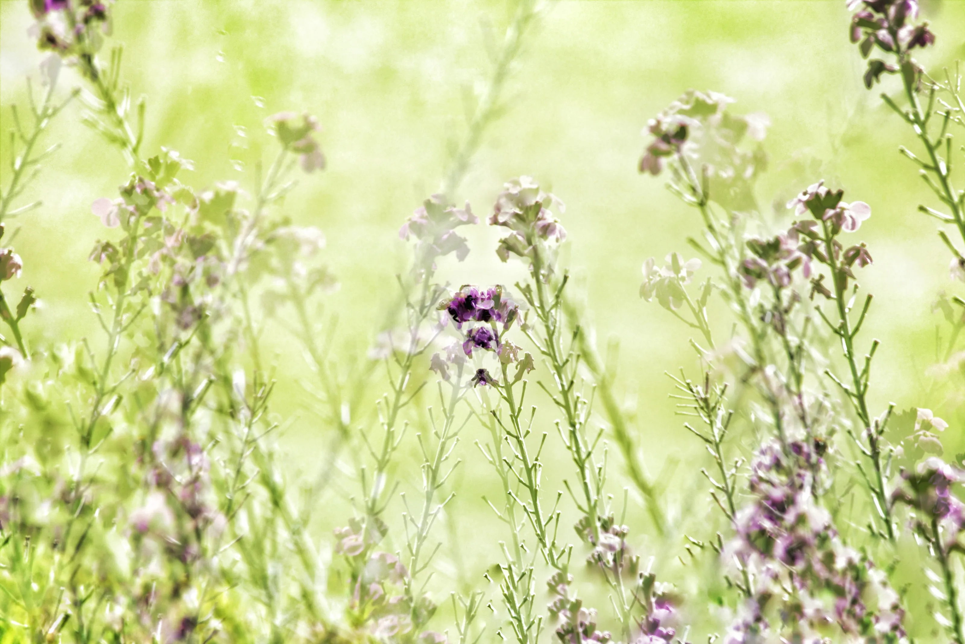 Those purple flowers