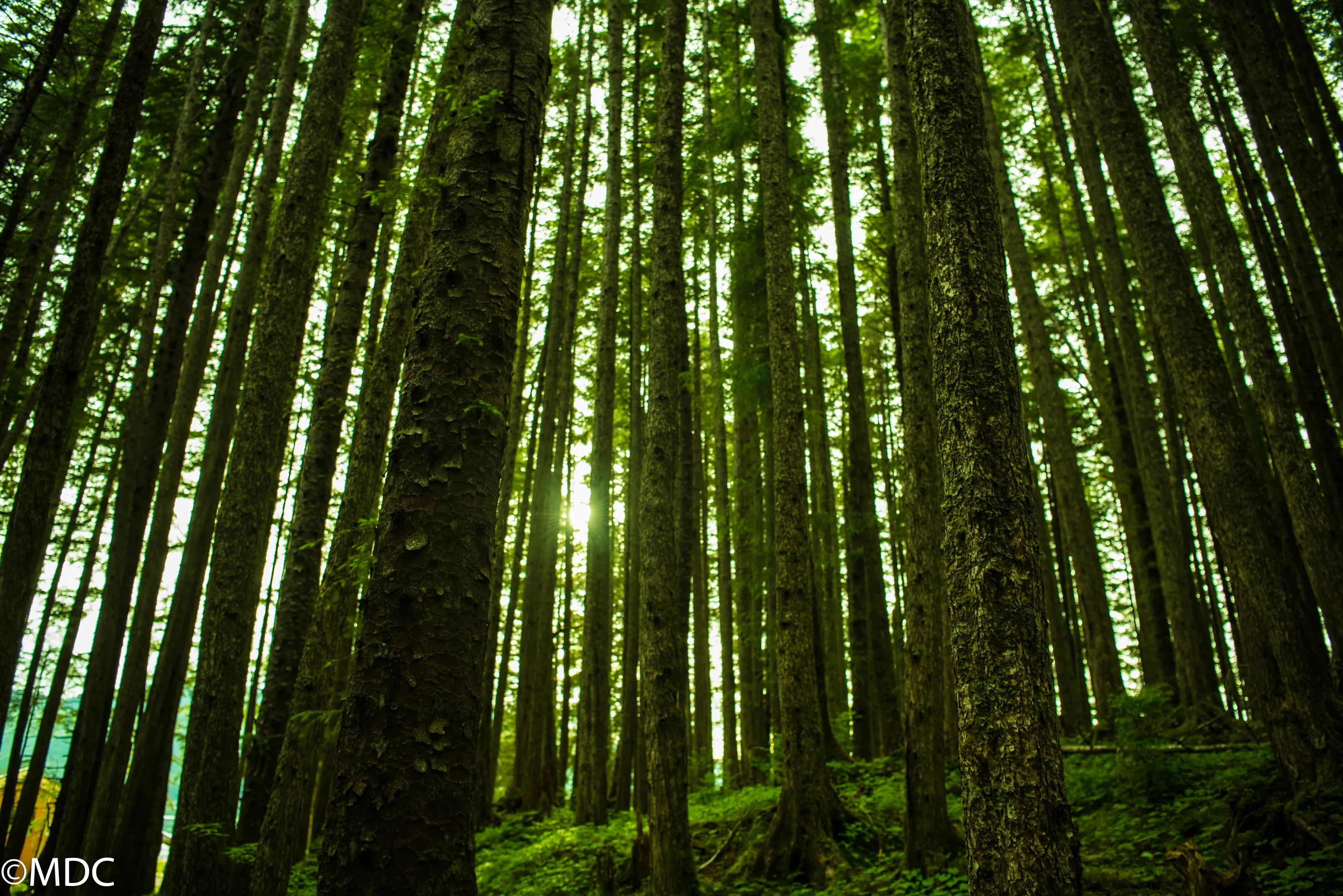 Light at the end of the Forest