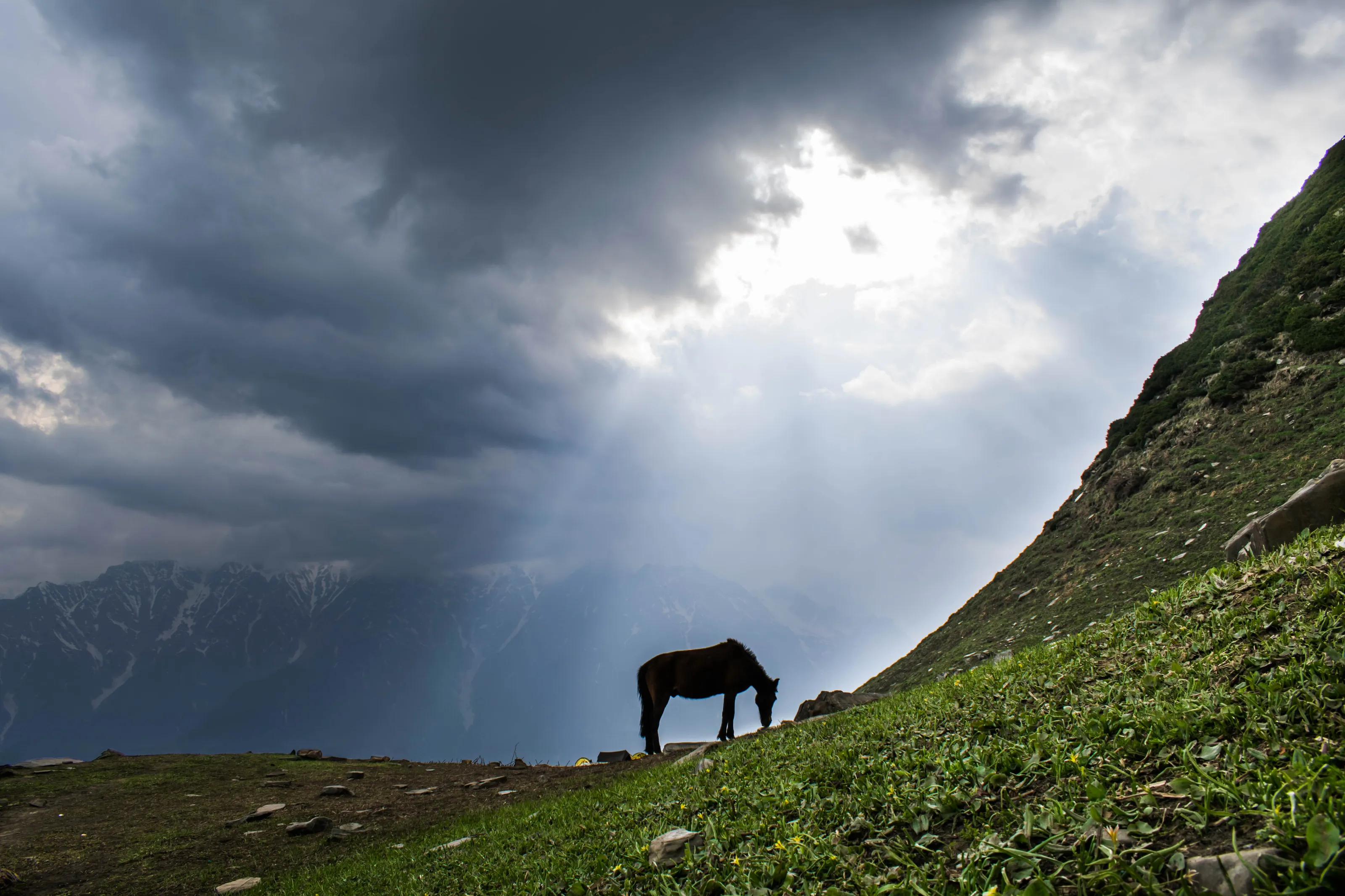 Gazing through the meadows