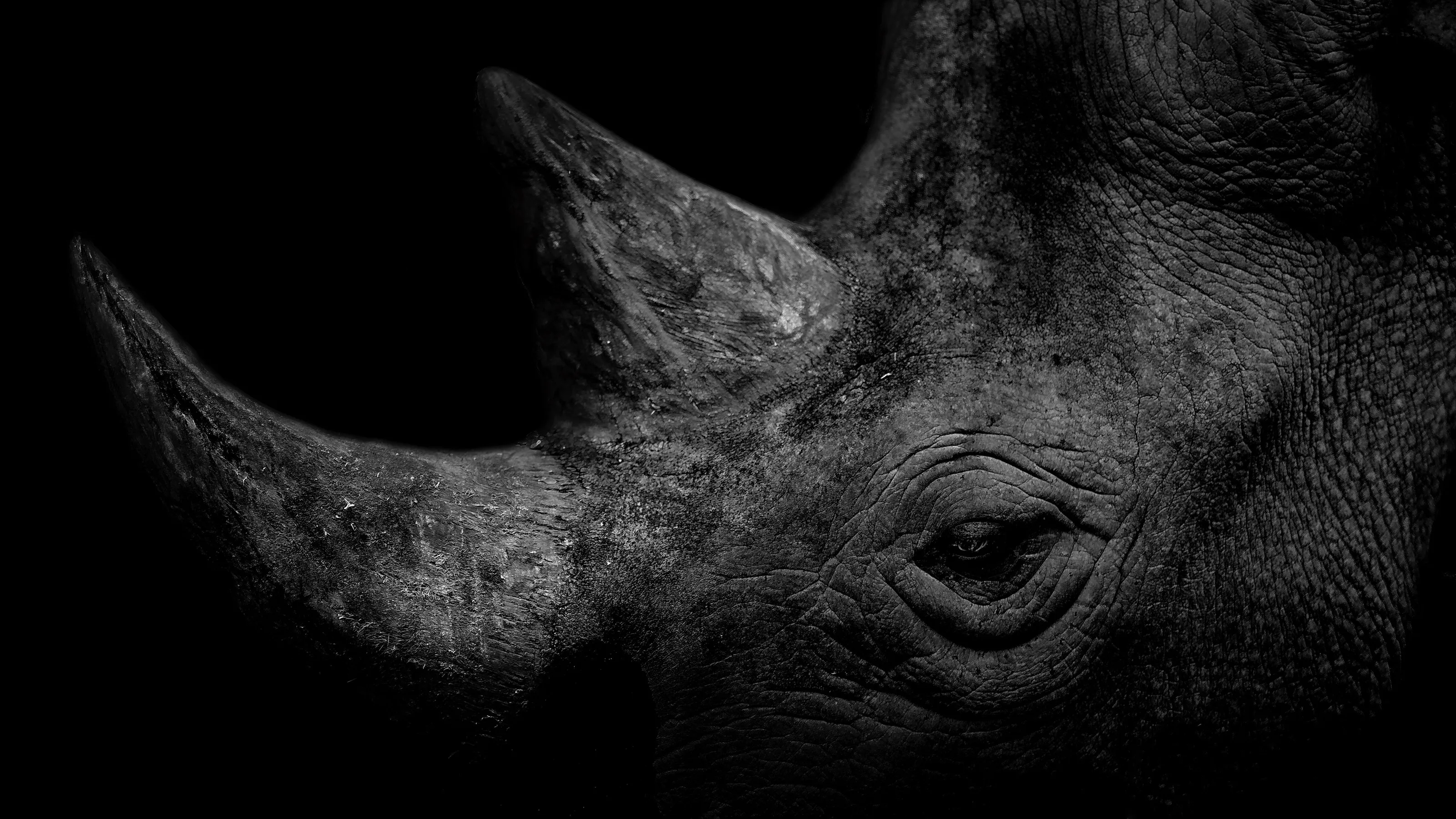 Rhino