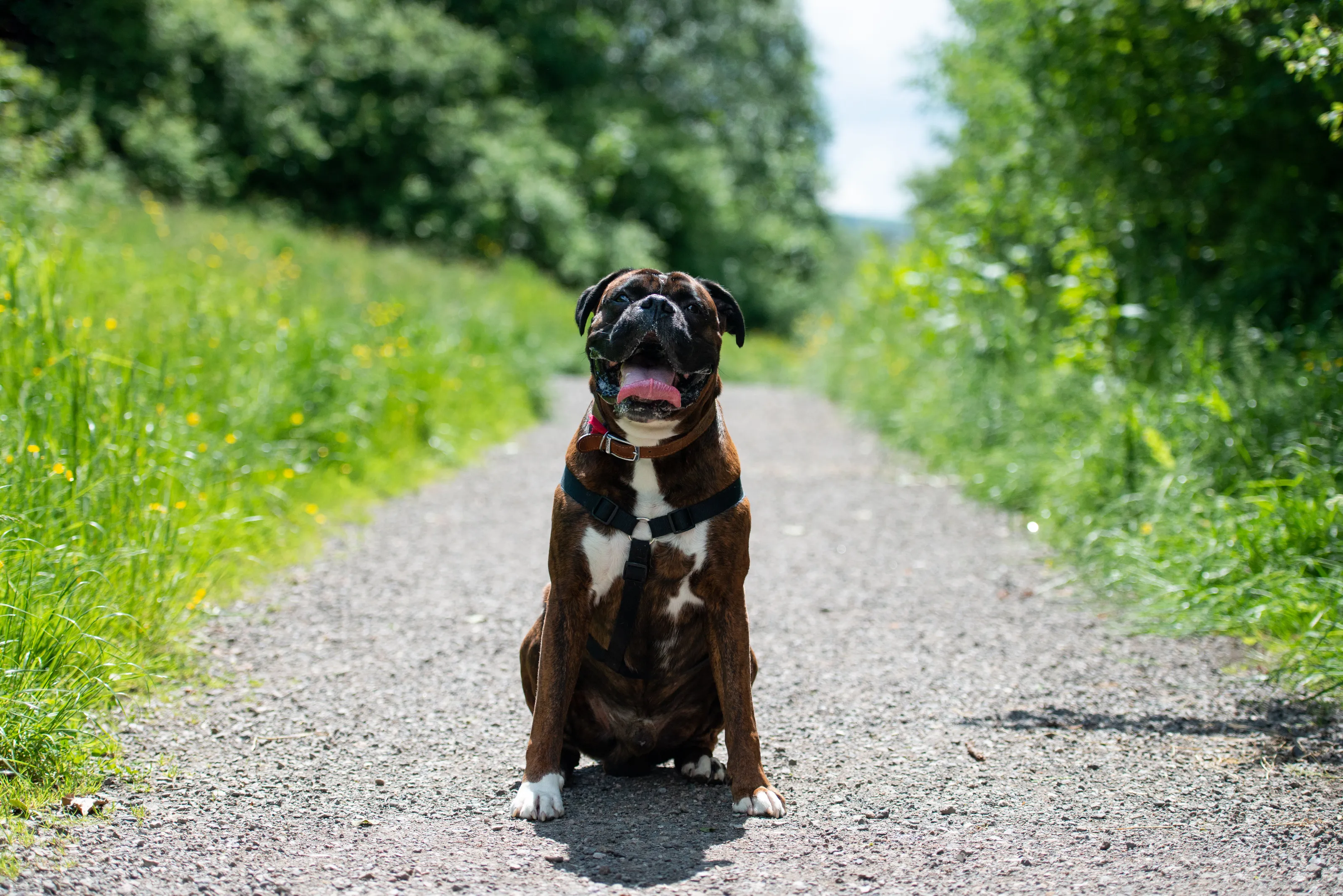 Boxer