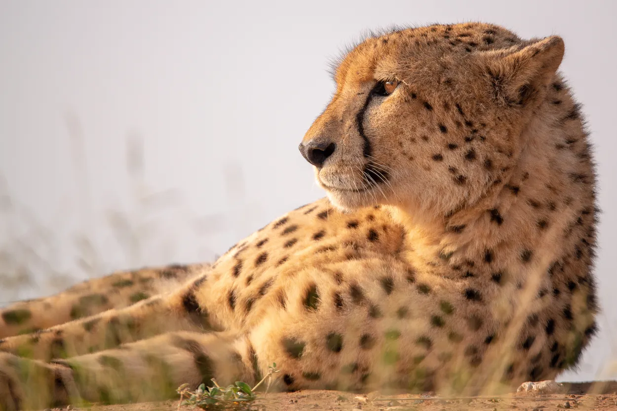 Entry 15338673