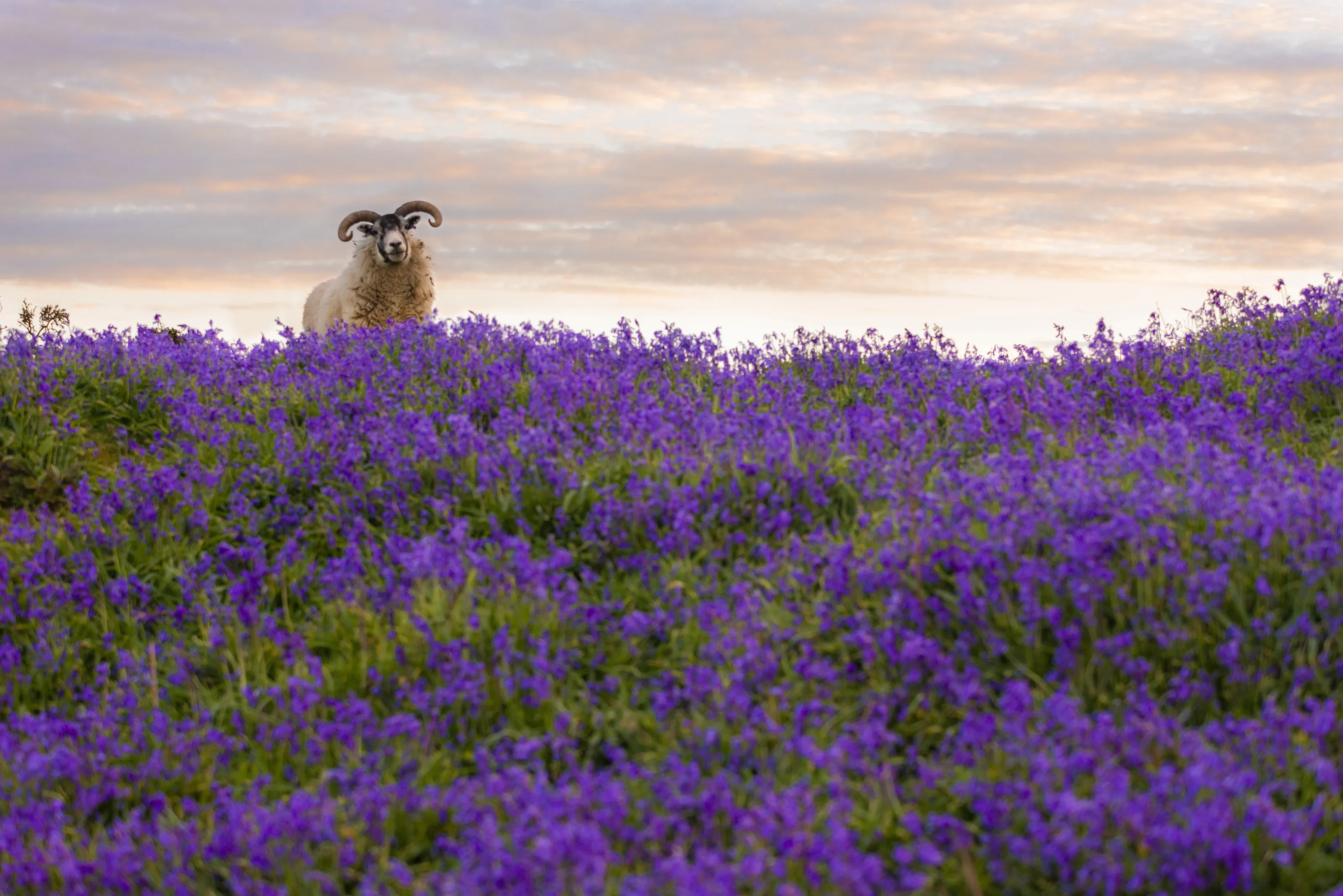 Ewe on the bluebells