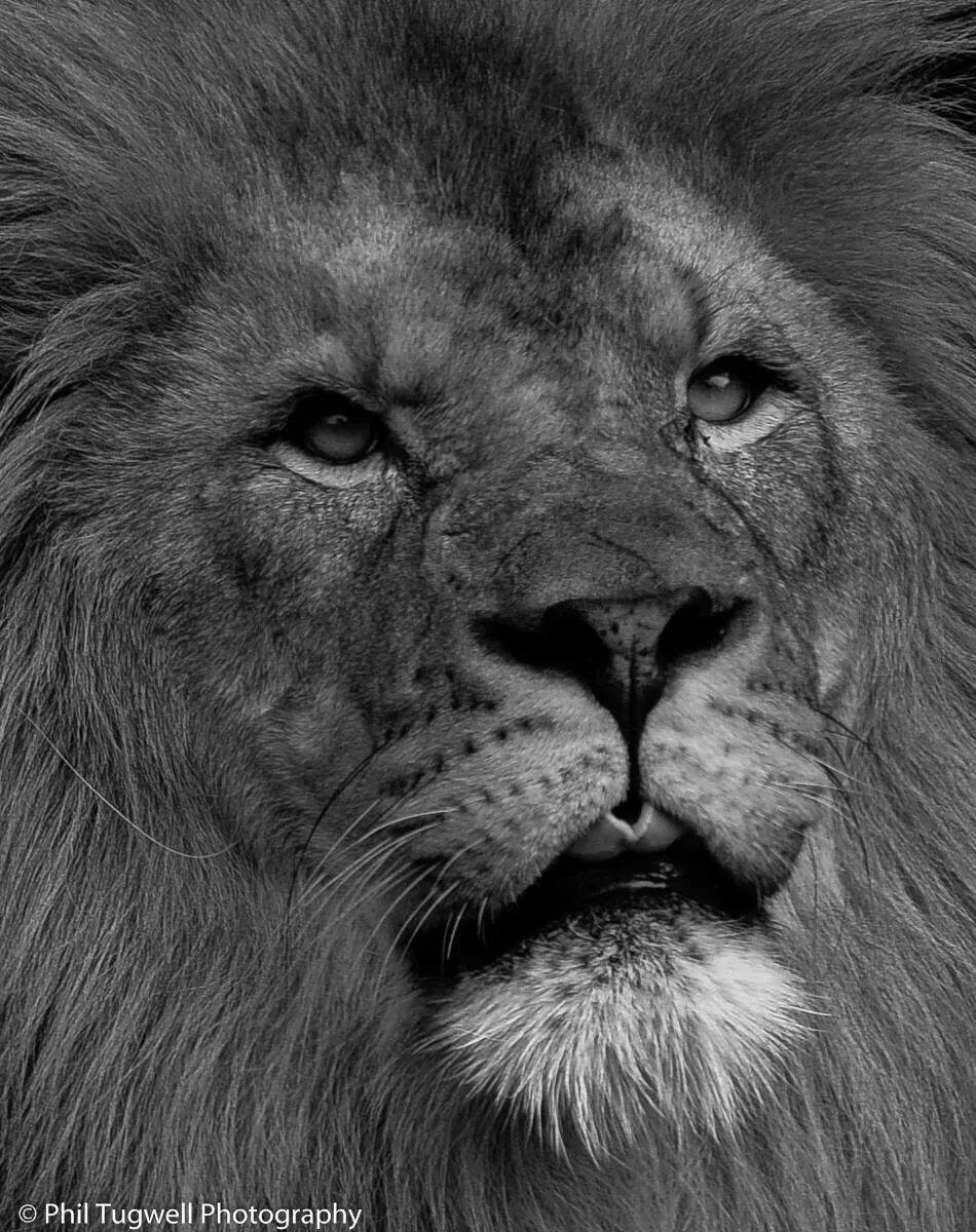 Male Asiatic lion