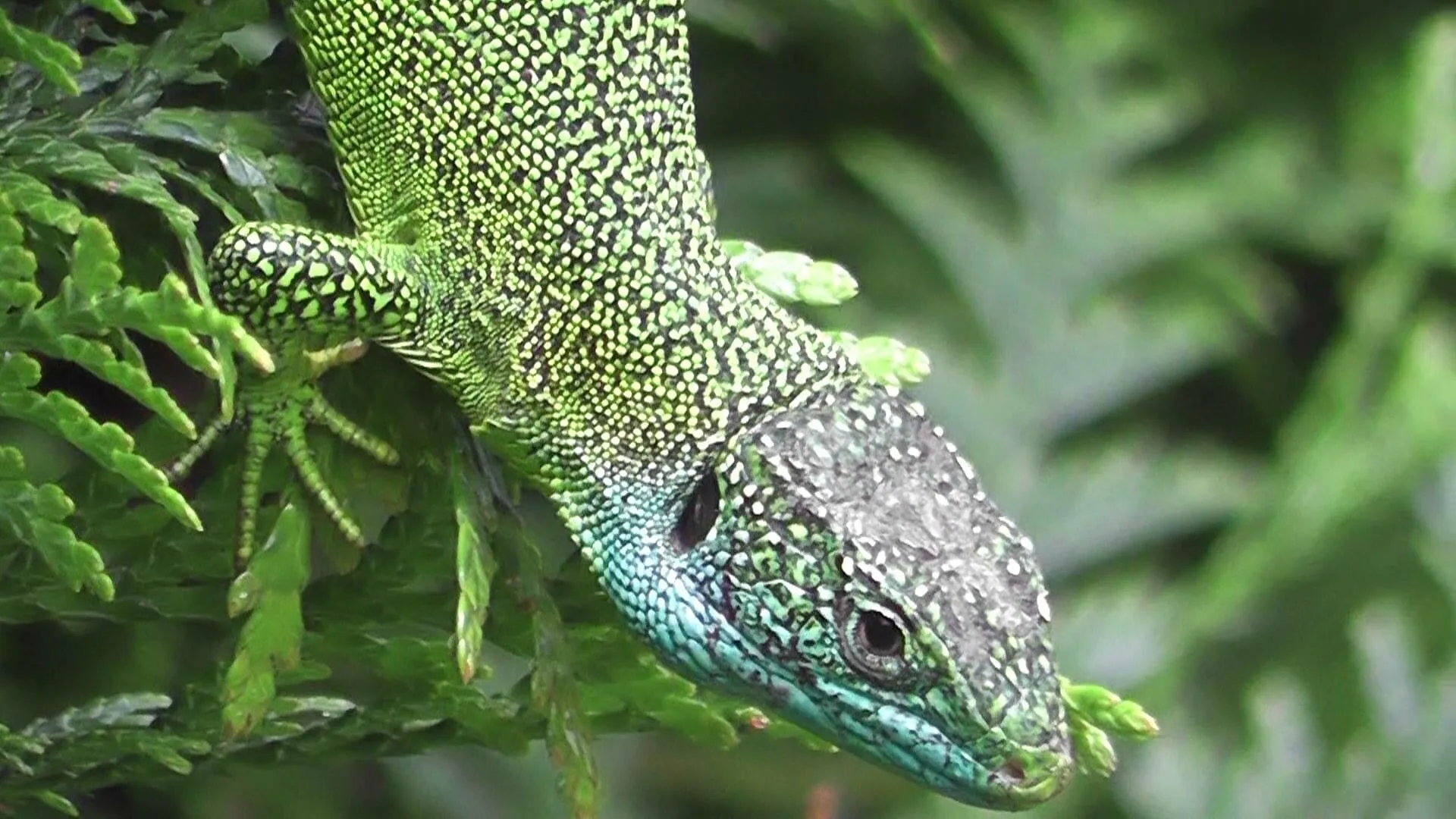 Lacerta bilineata male
