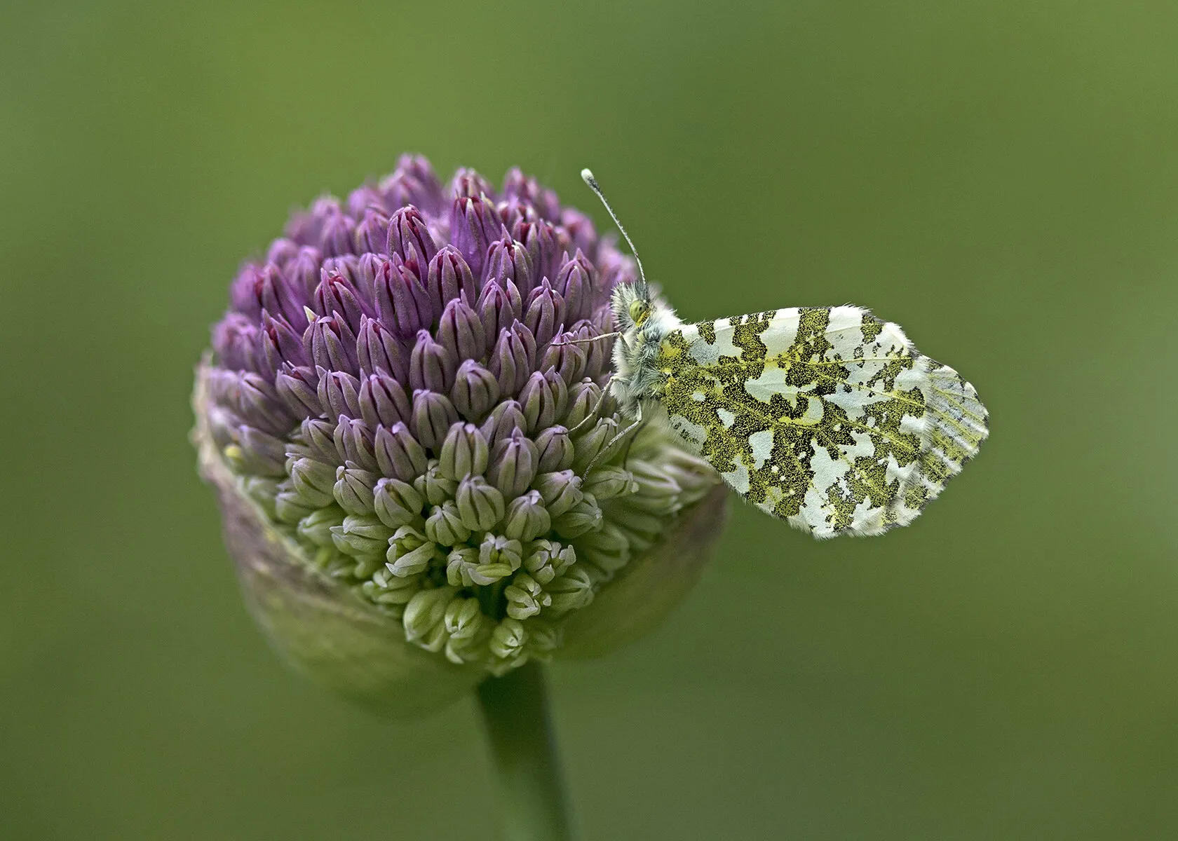 Female Orange Tip Butterfly Resting on Allium Flower Bud