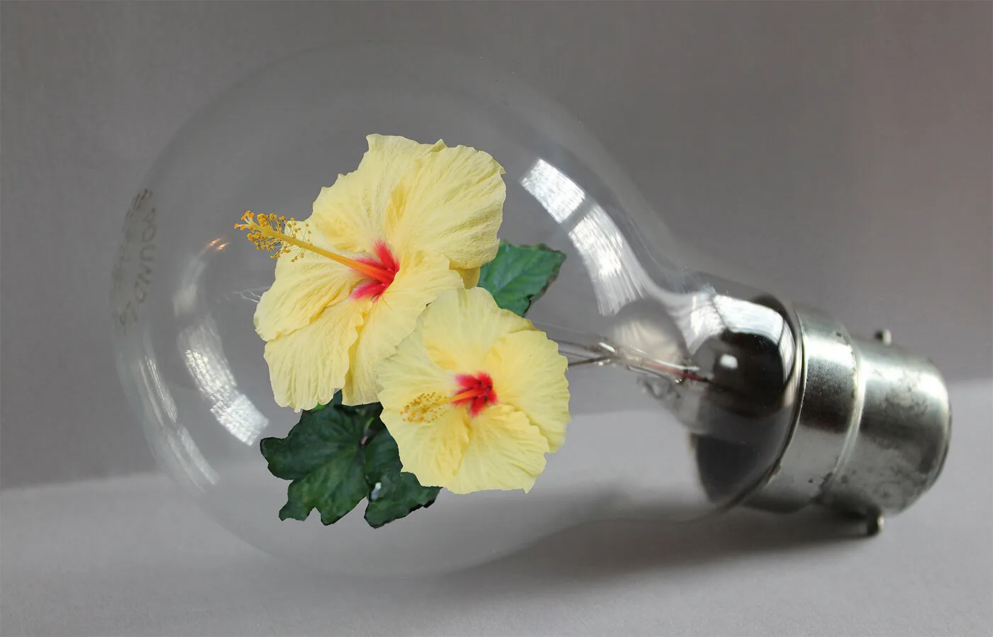 Bulb In Bloom