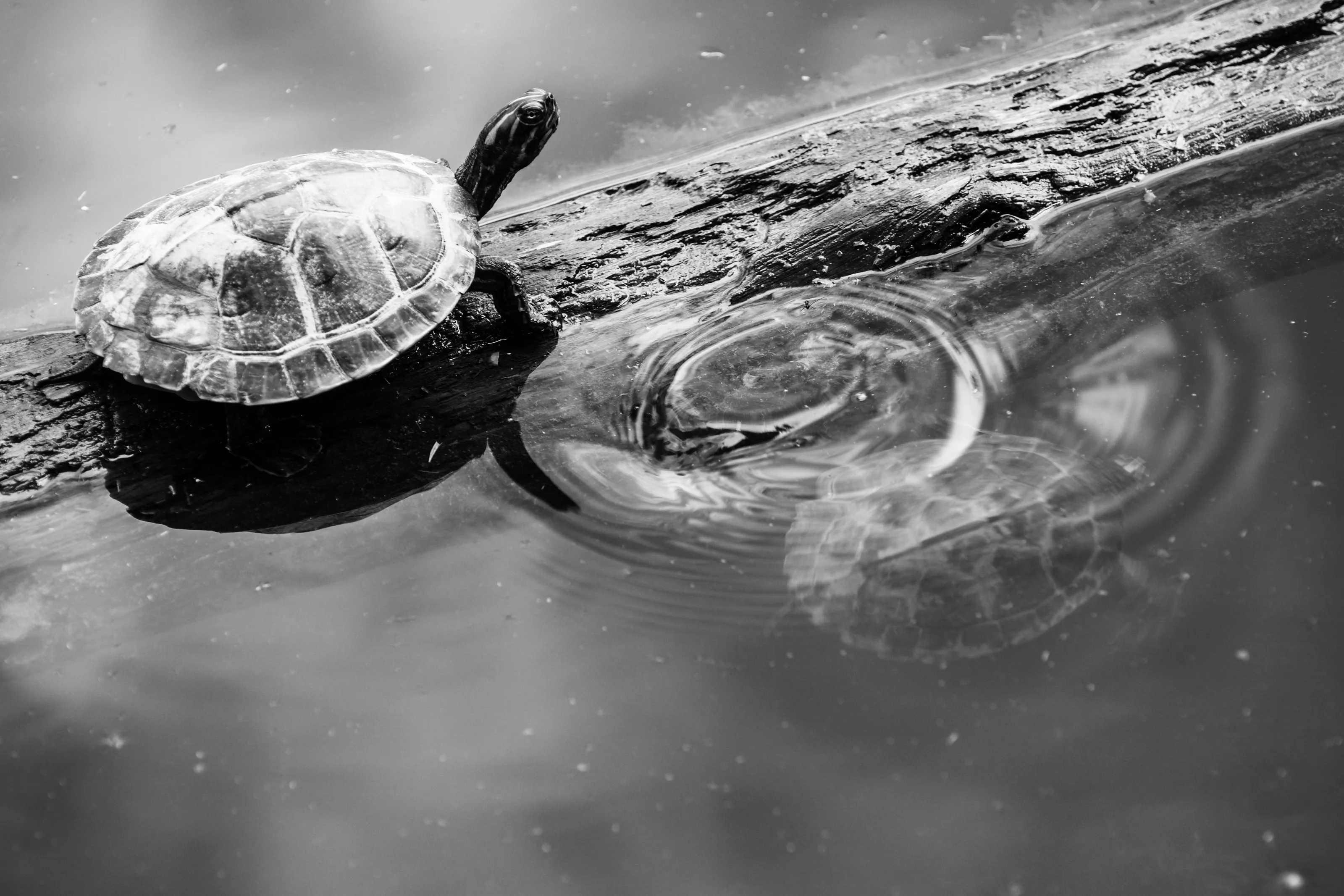 The tale of two turtles