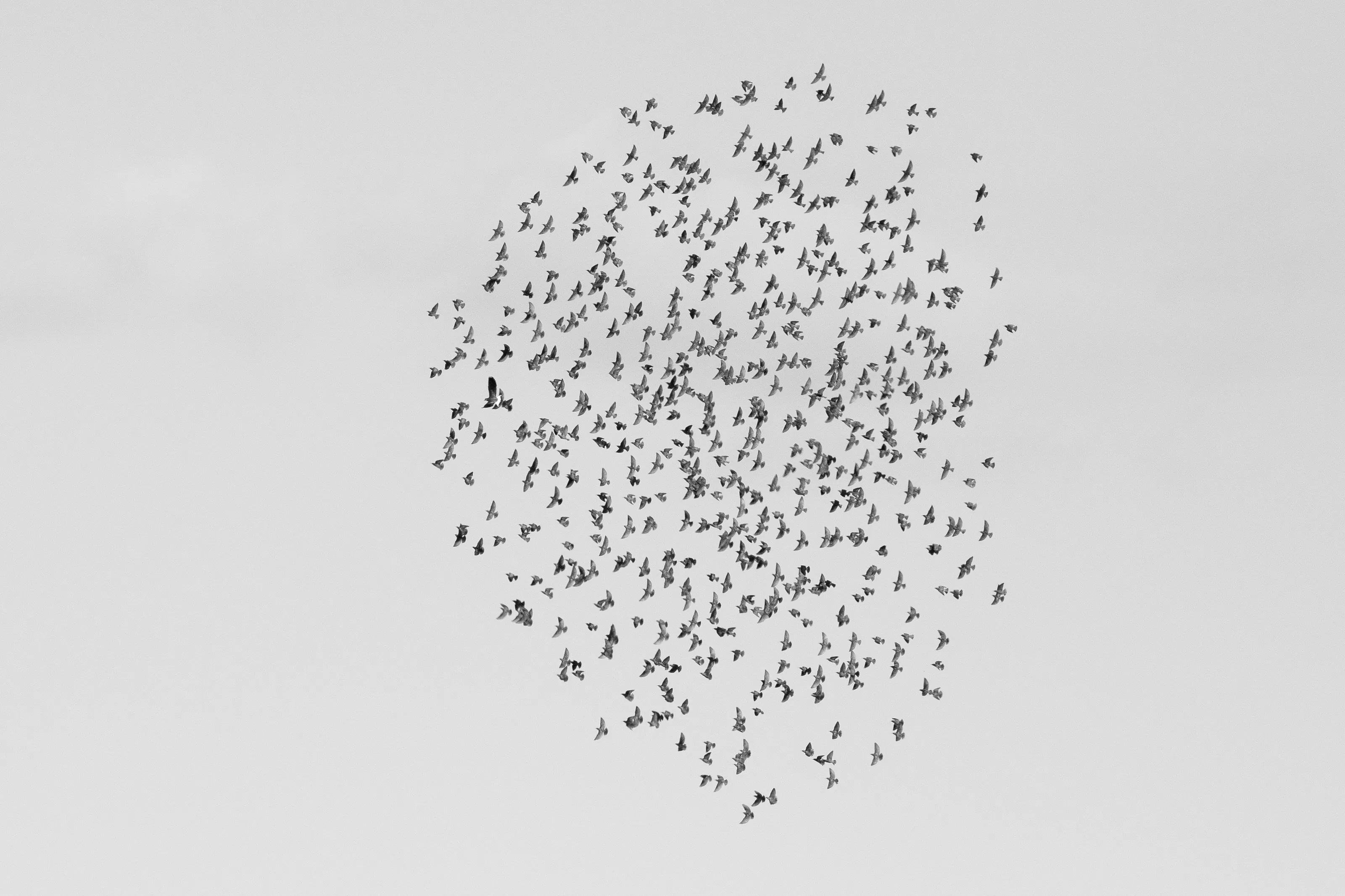 Flock Heart