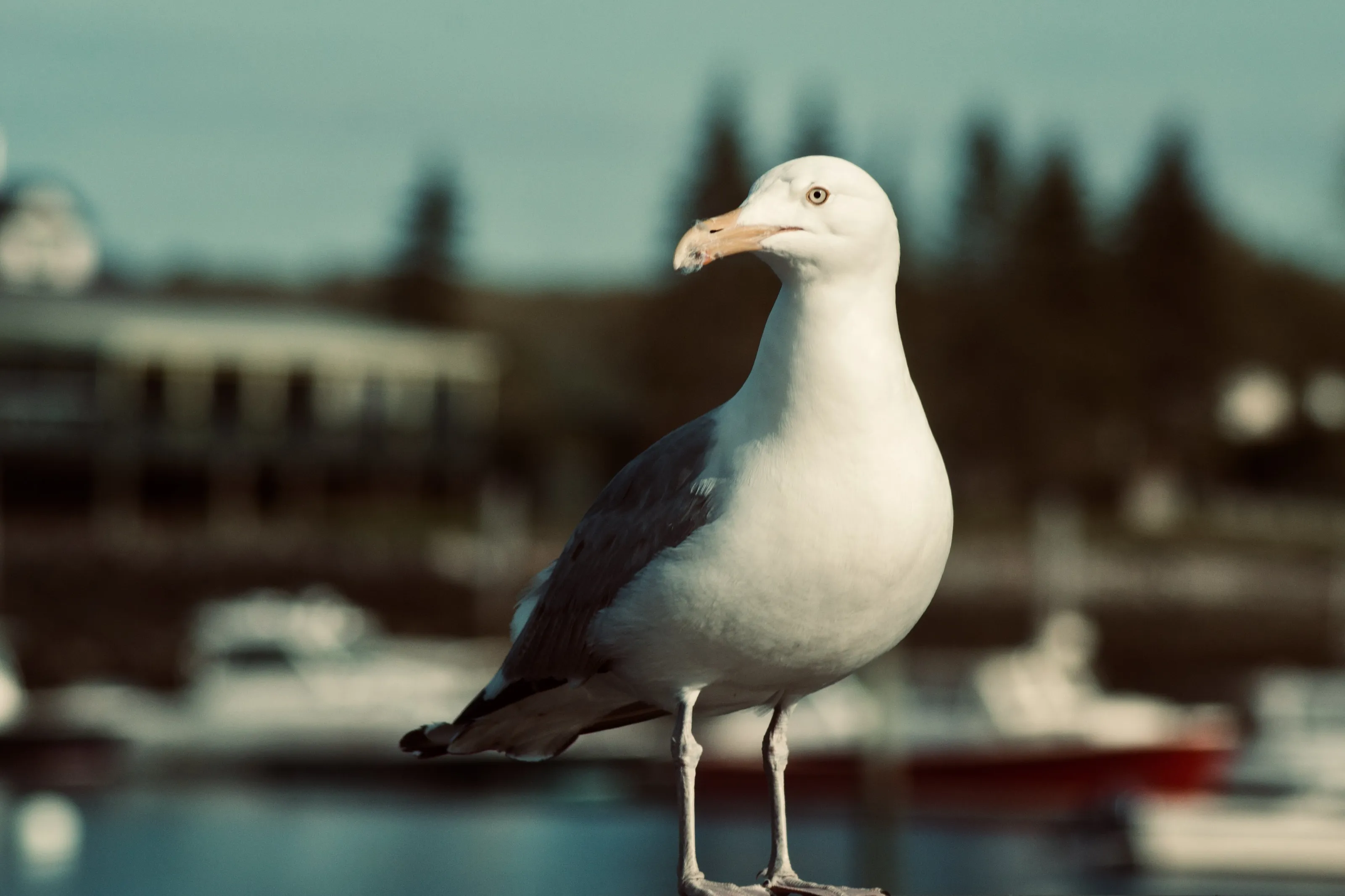 NO FLOCK OF SEAGULLS