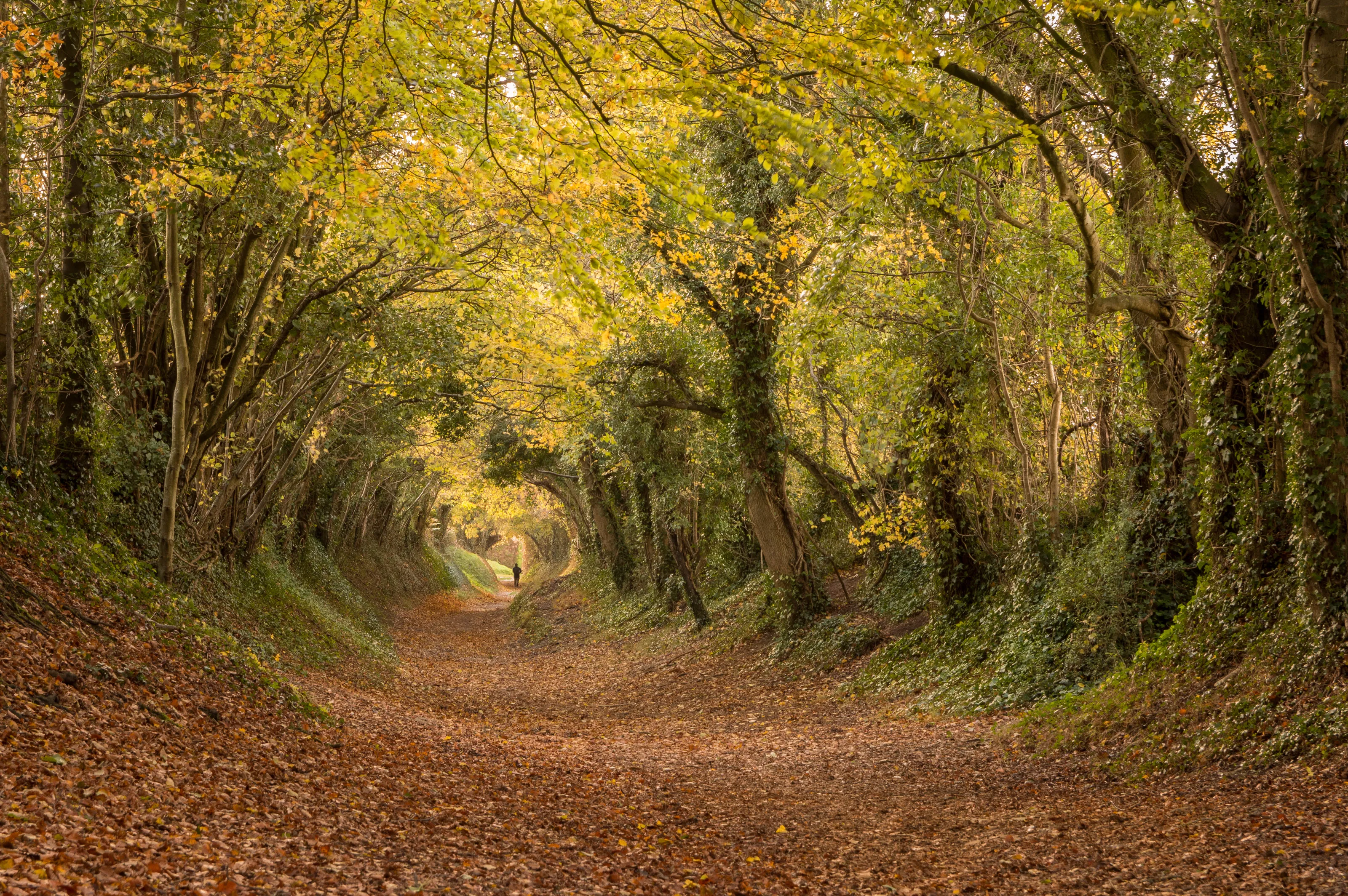 the tunnel