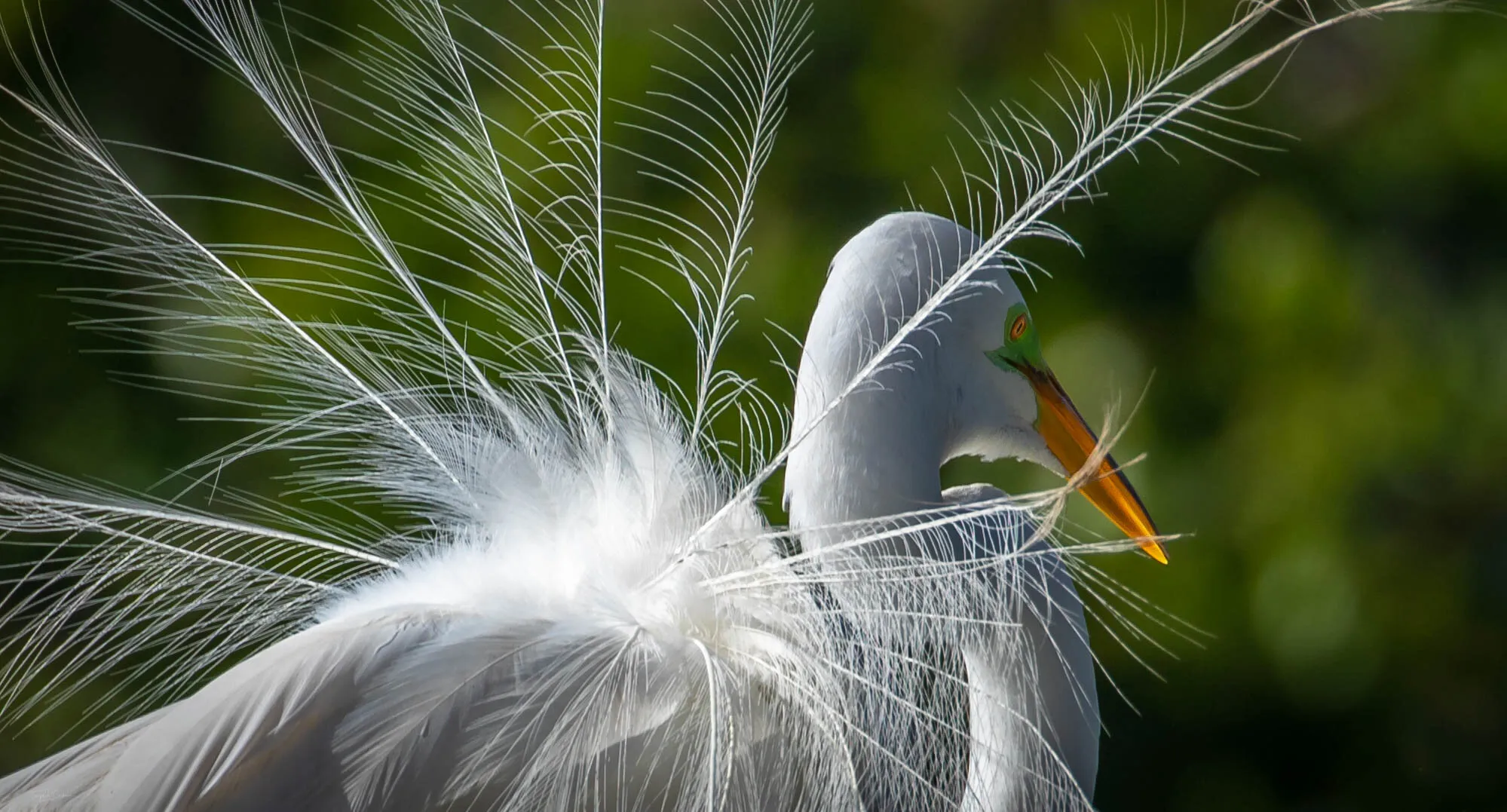 Great Egret
