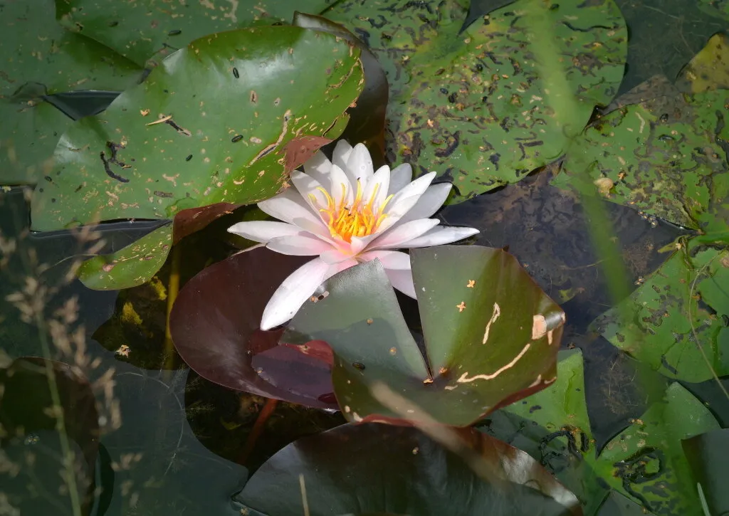 Water Lily