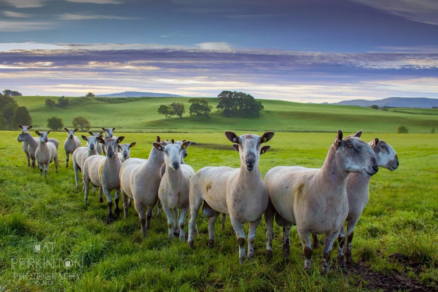 Secret Ninja Sheep