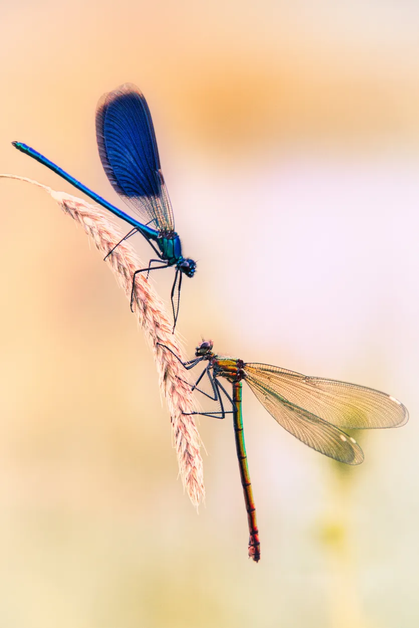Entry 4277919