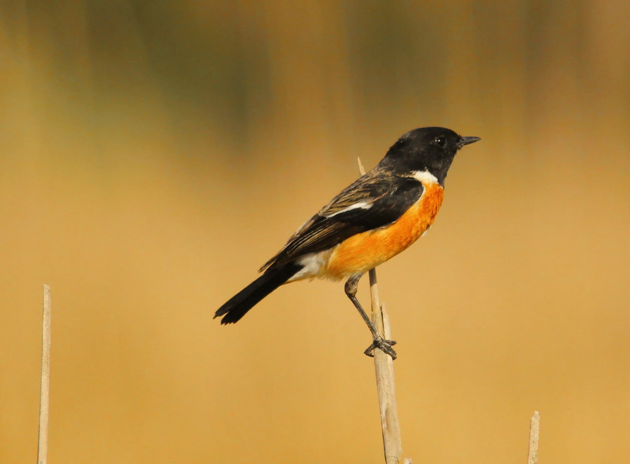 #Bird