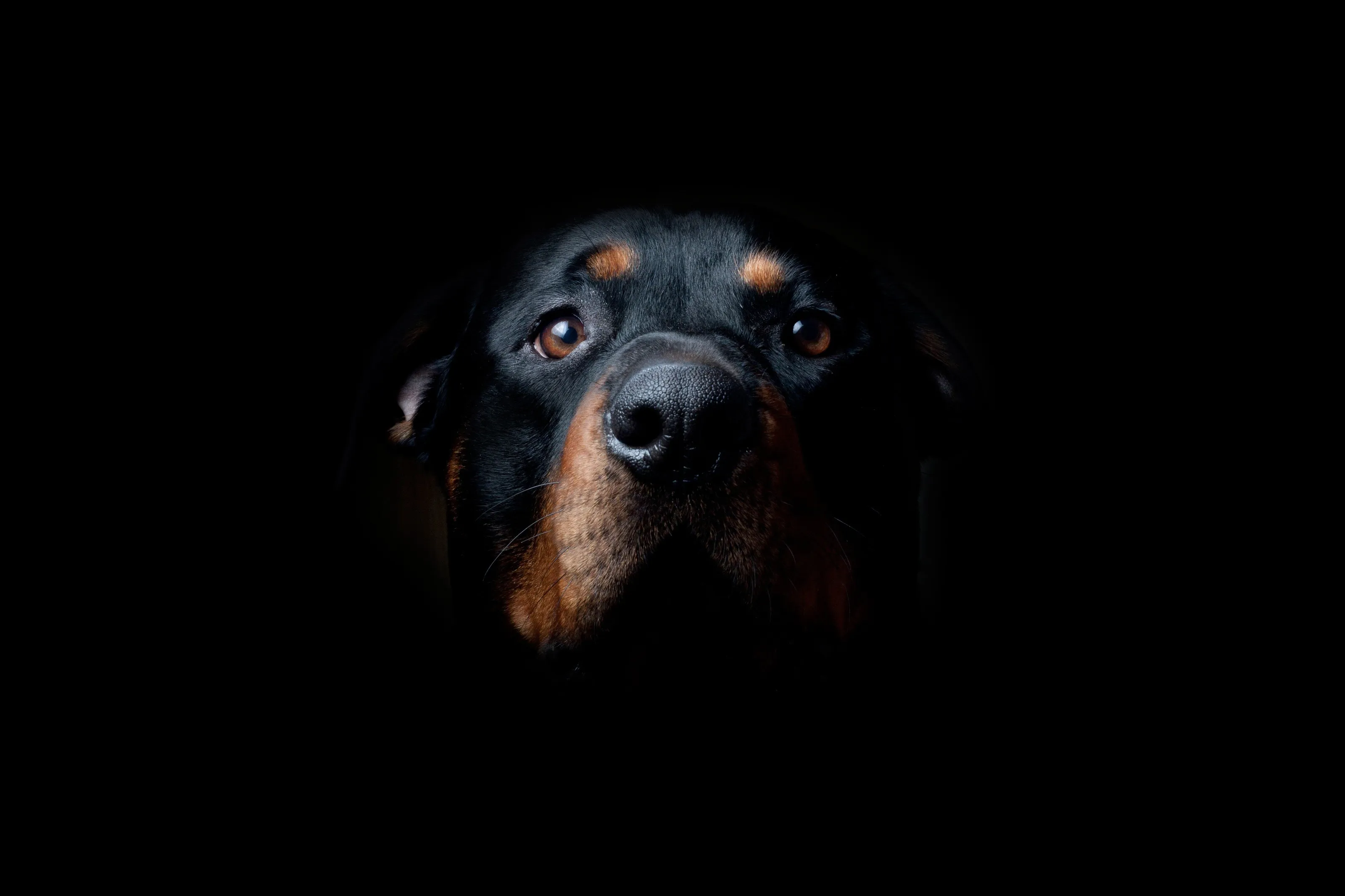 Tito the rott