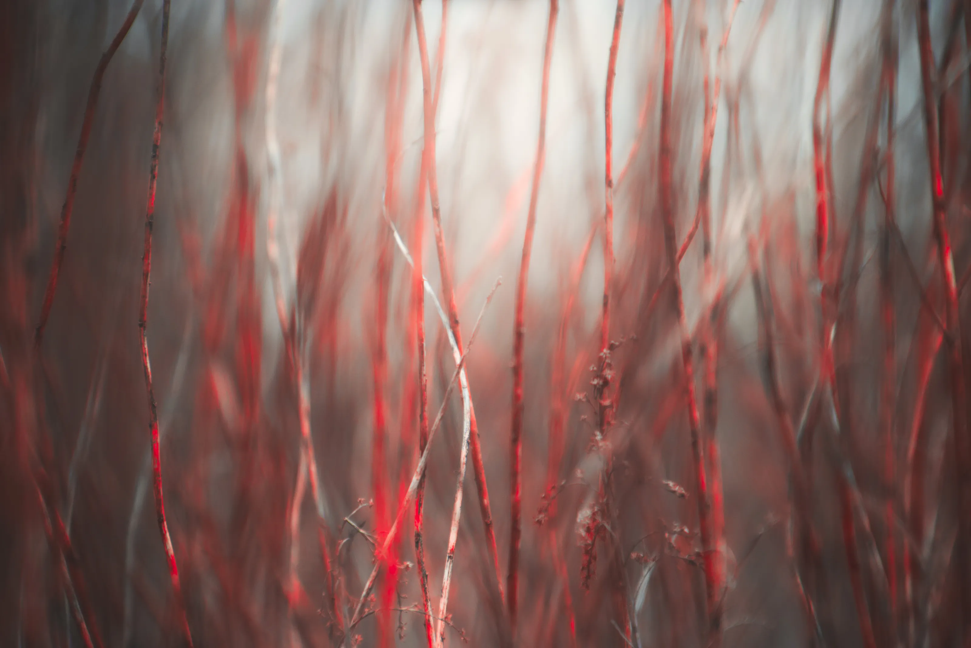 Grass abstract
