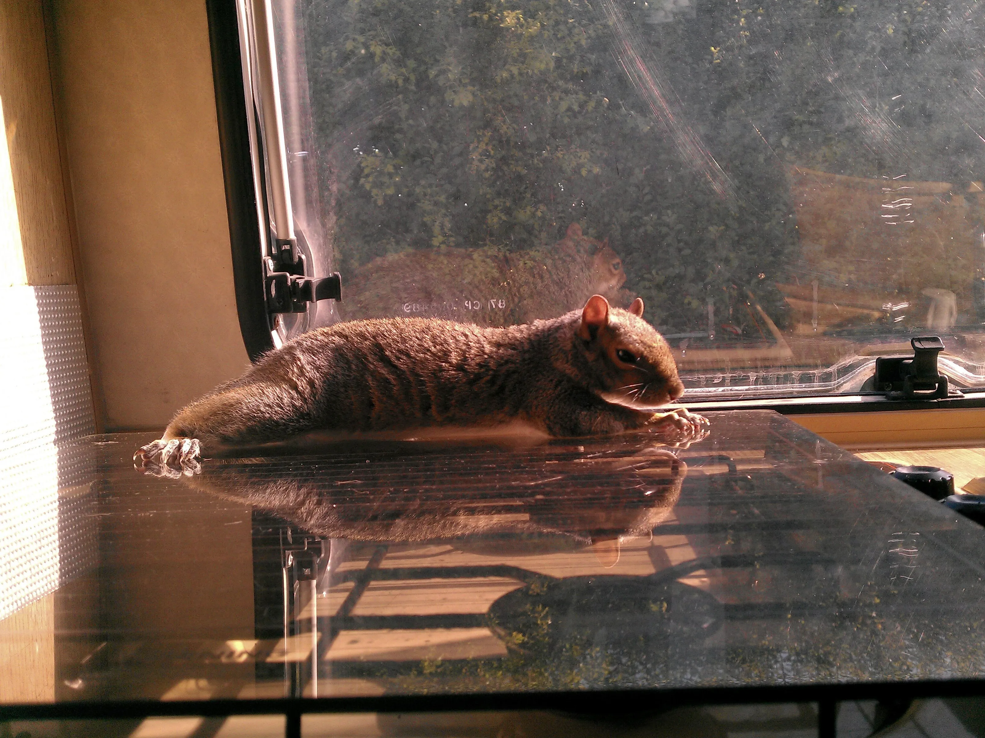 Sunshine Squirrel