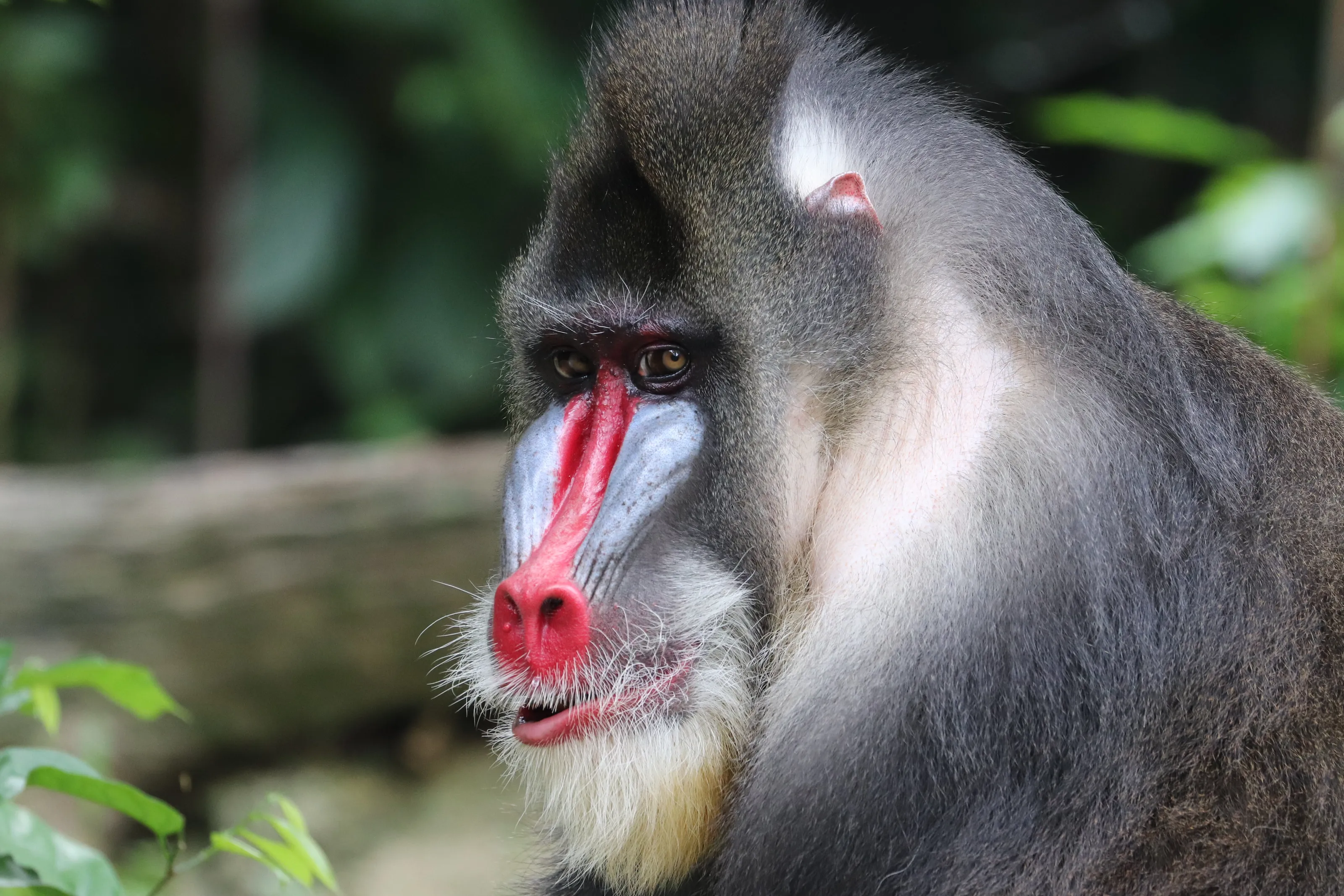 Monkey