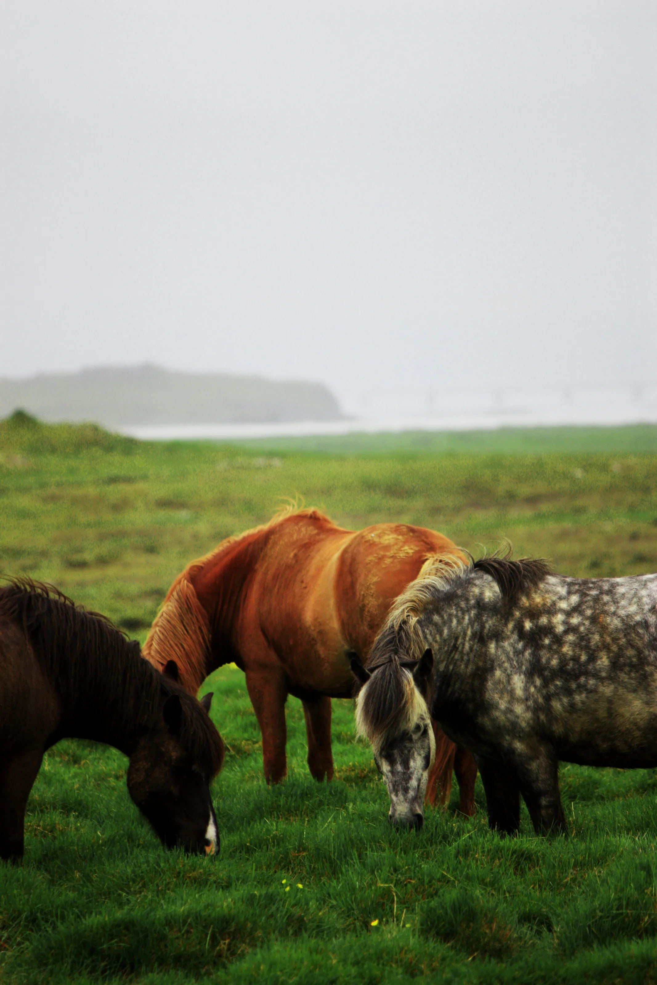 Icelandic Trio