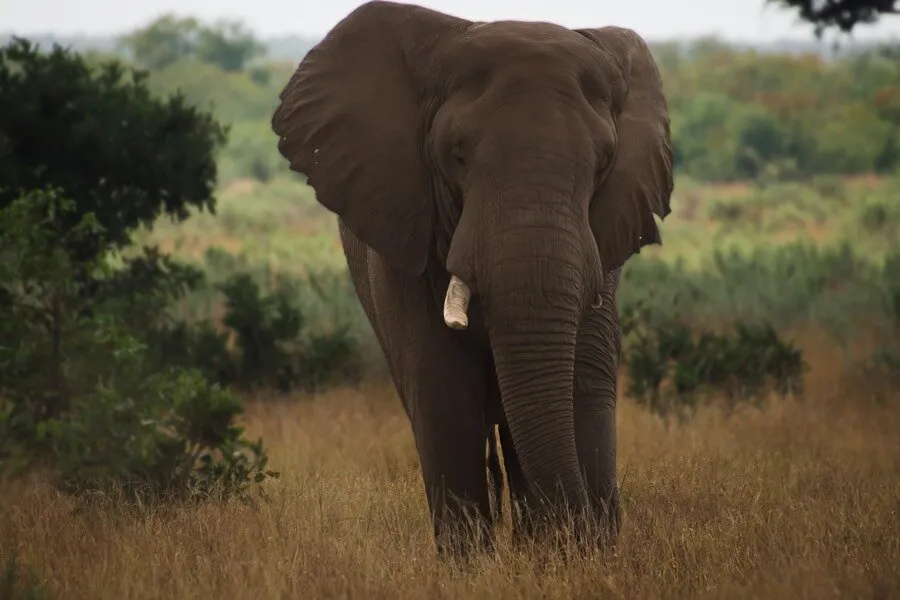 Elephant