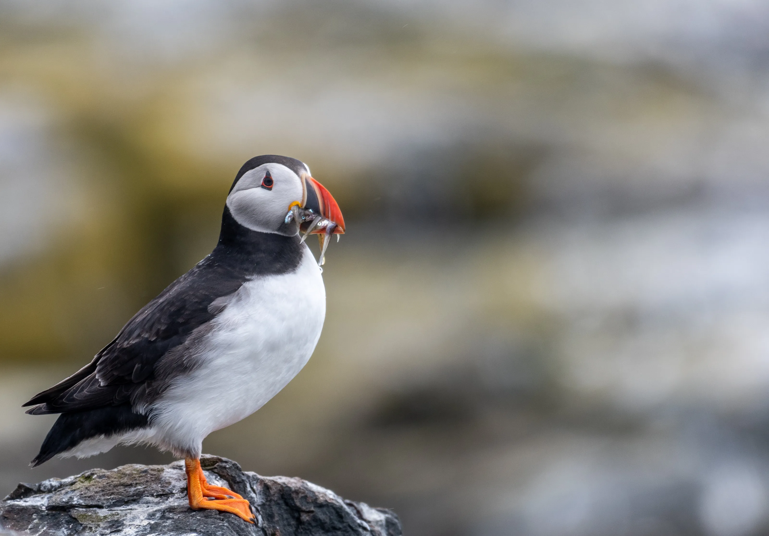 Puffin